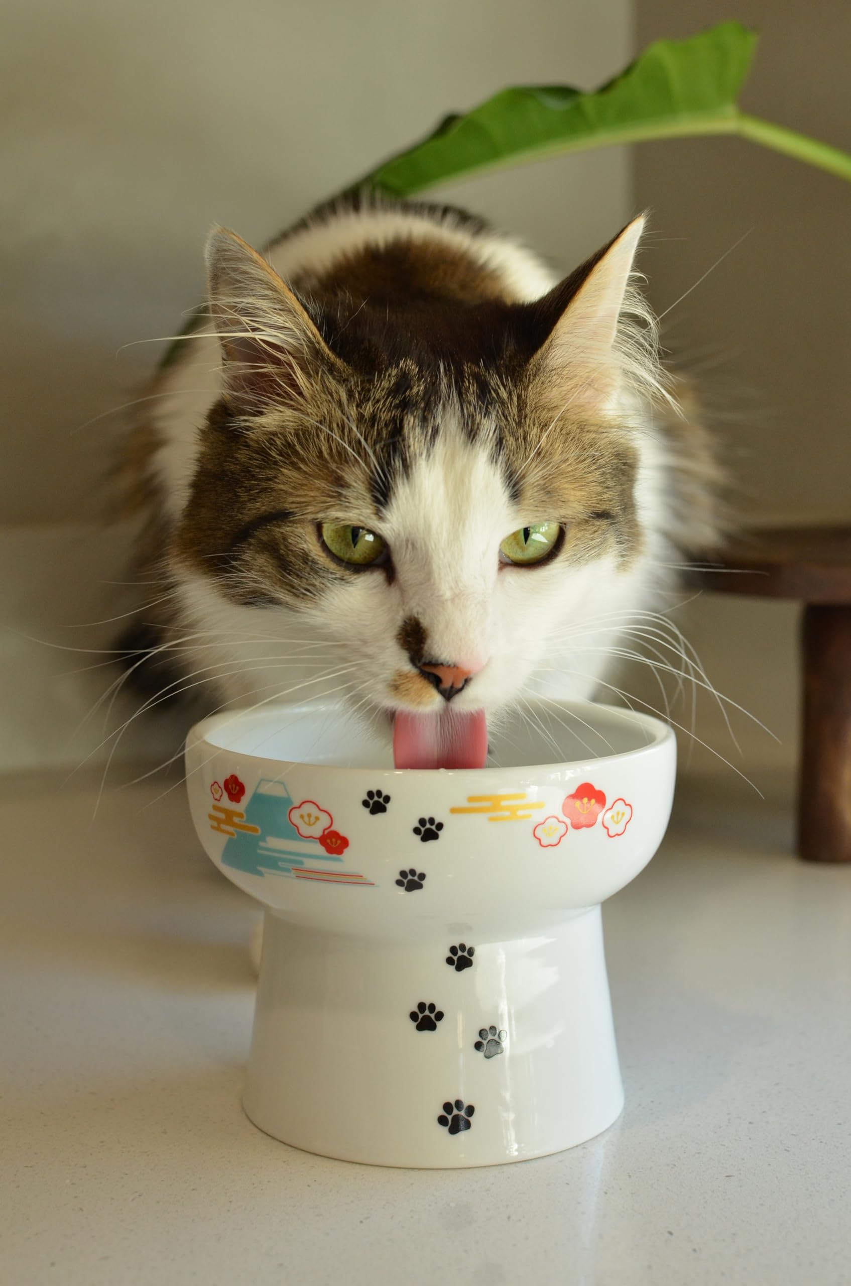 Necoichi Elevated Ceramic Cat Bowls for Indoor Cats - Raised Cat Food Bowl, Cat Water Bowl, Cute Lifted Cat Dishes for Food, Whi