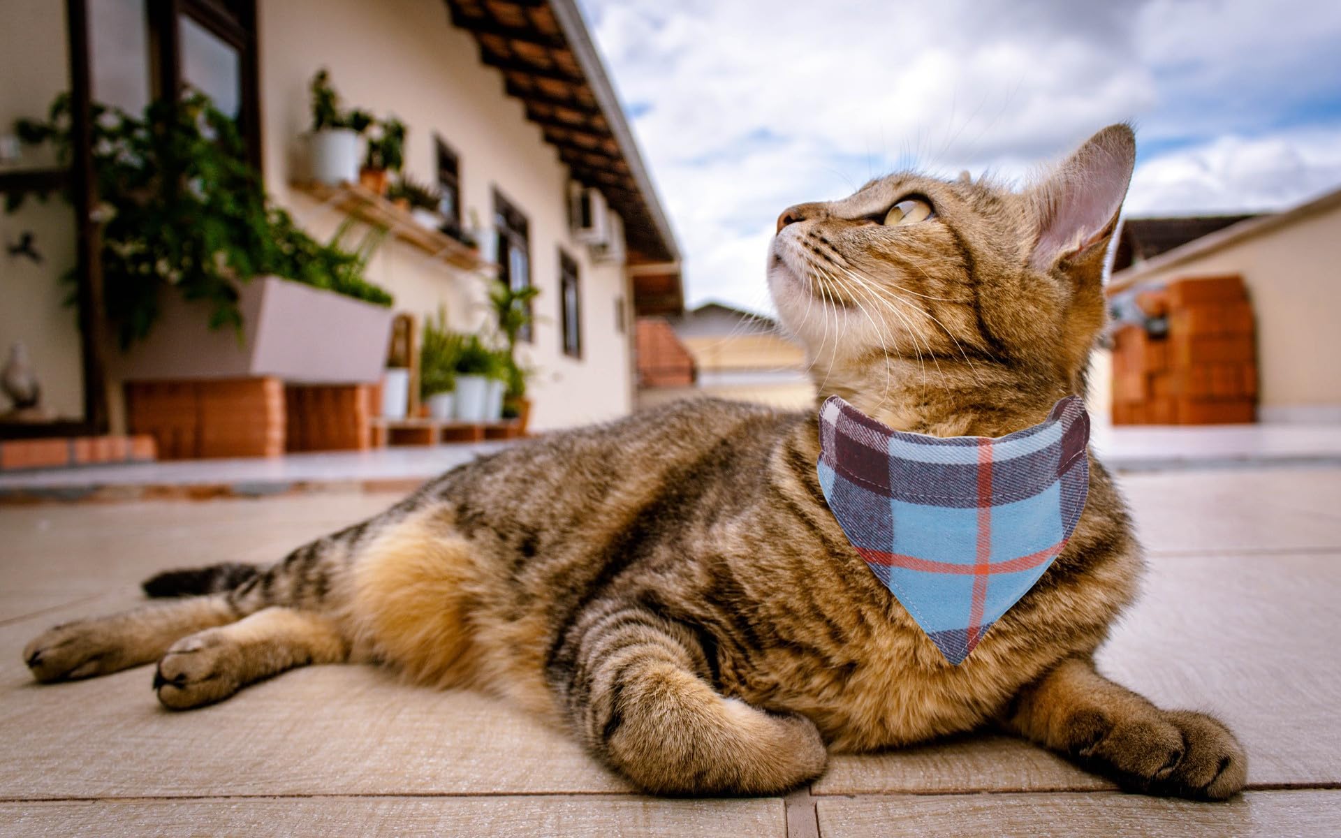 Wdpaws Cat Collars Breakaway With Bow Tie And Bandana, 2 Pack Red Blue Plaid Holidays Kitten Collar With Bell, Removable Bowtie
