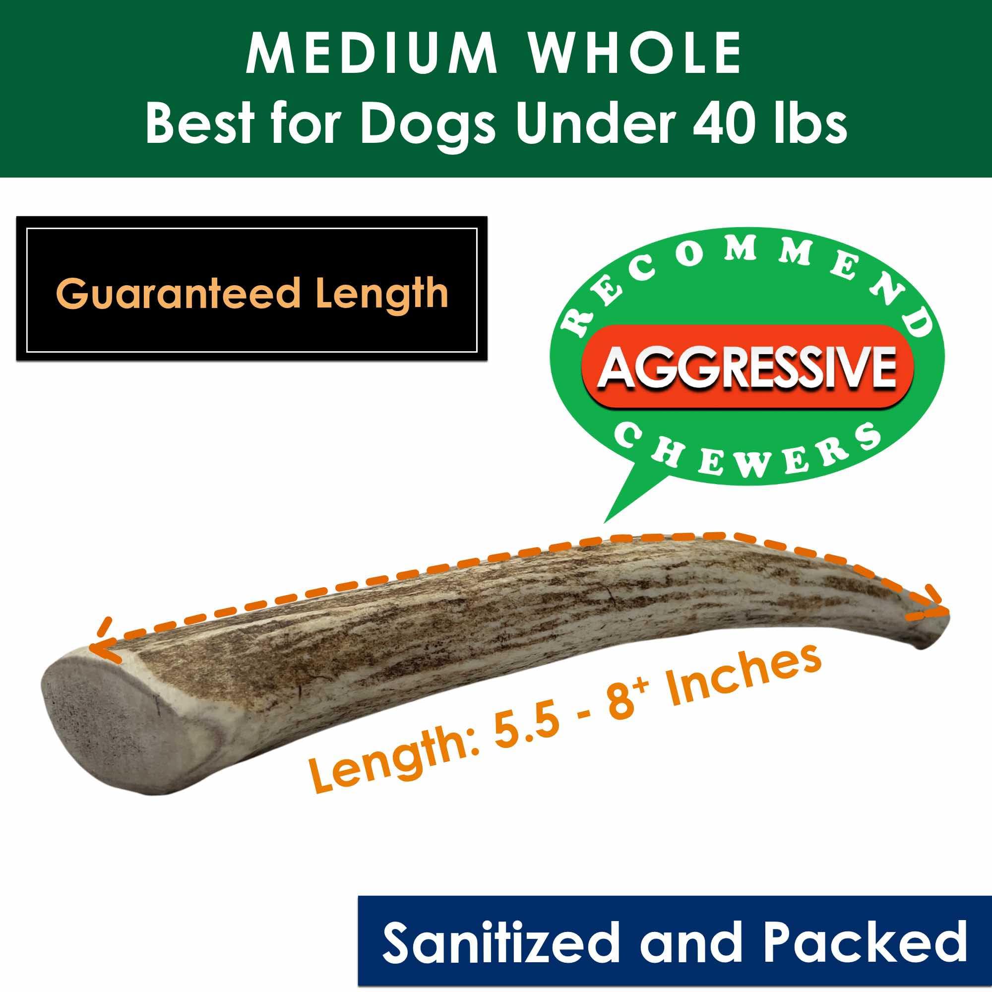 Deluxe Naturals 1-Pack Medium Whole Elk Antler Dog Chews (5.5 to 8+ in) - Long Lasting Natural Dog Bones for Moderate to Aggress