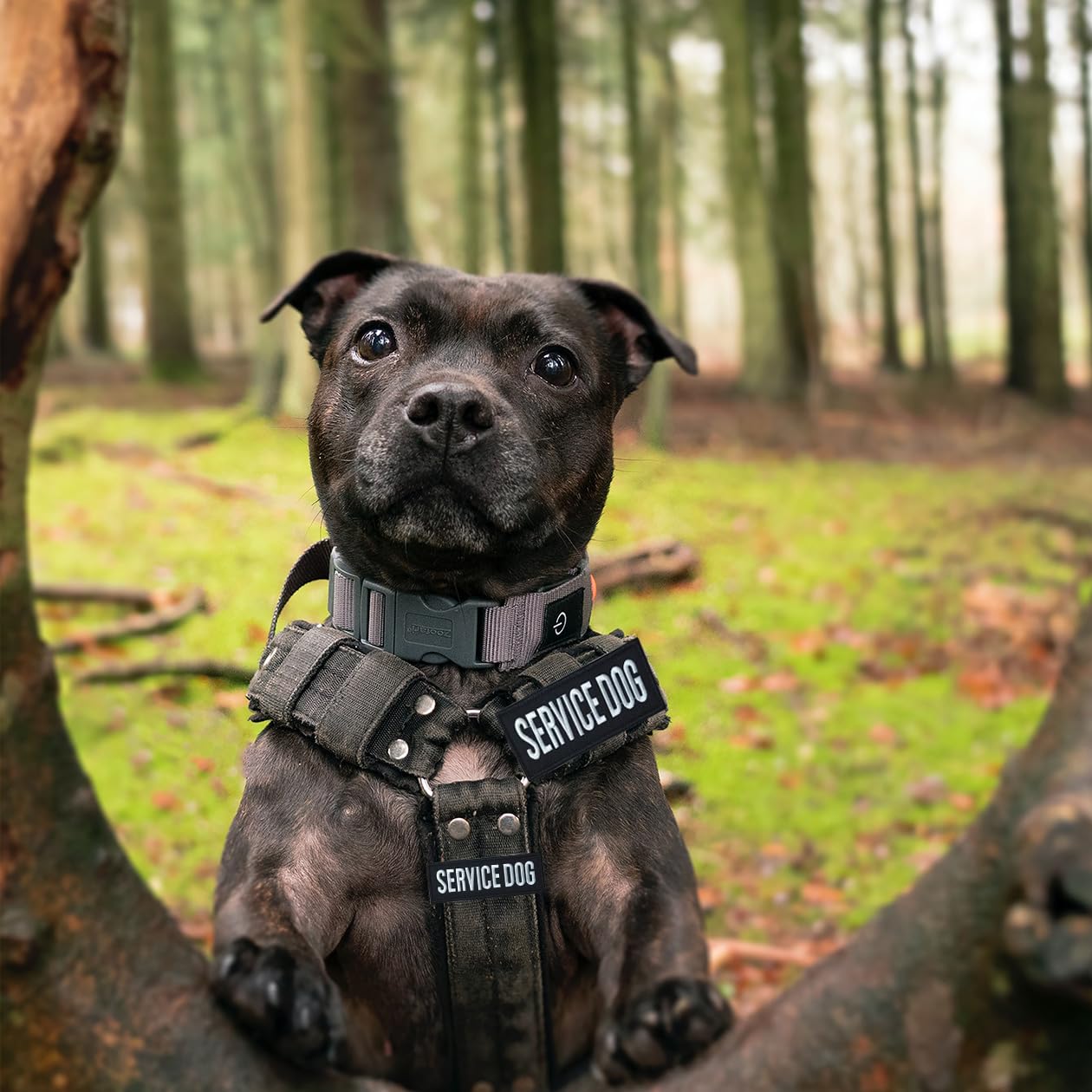 Zesion 4 Pcs Service Dog Patch, Tactical Vest Patch Removable Embroidered Hook And Loop For Dog Carrier, Harness, Collar