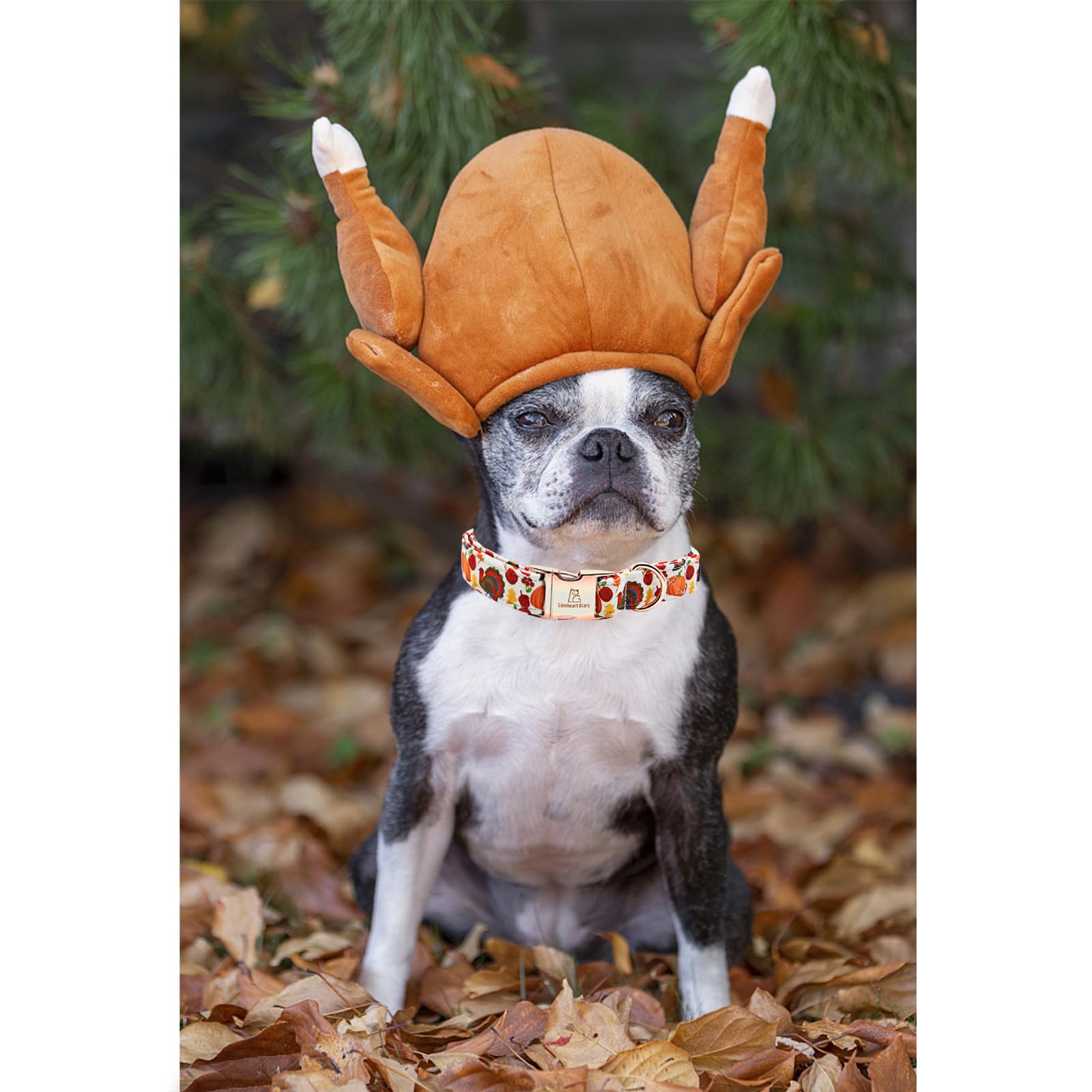 Lionheart Glory Thanksgiving Turkey Dog Collar For Small Dogs - Holiday Pet Gift For Girls Or Boys