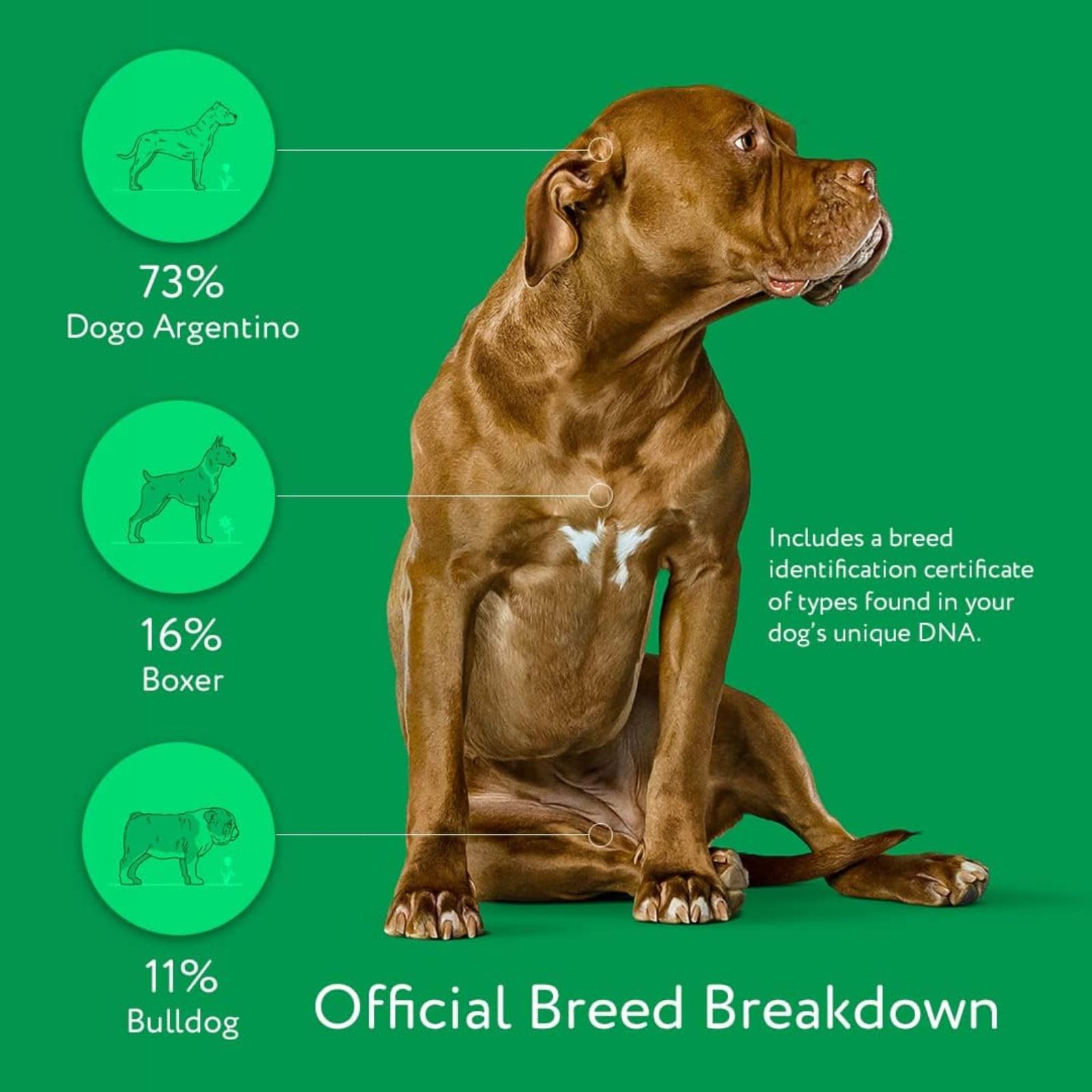 Dna My Dog - Essential Breed ID Test | 99% Accuracy | DNA Analysis of 360+ Dog Breeds | Fastest Turnaround Less Than 3 Weeks | L