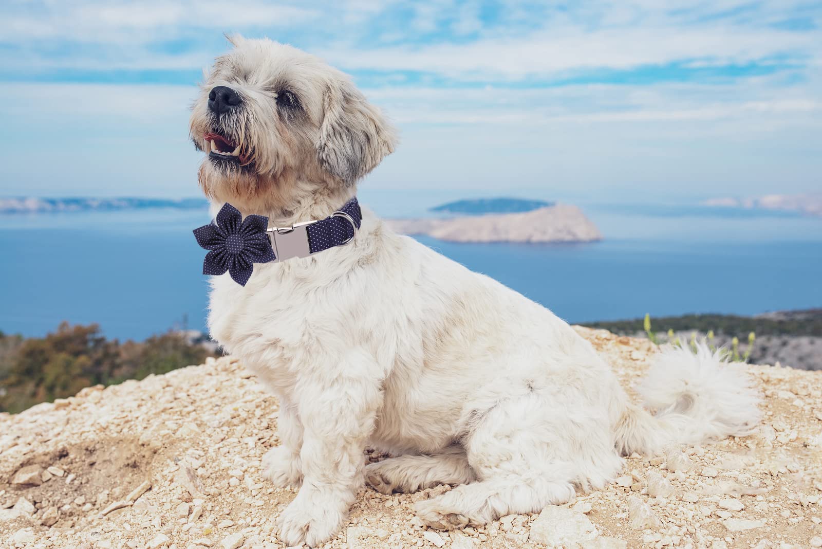 Lionet Paws Dog Collar with Flower, Soft and Comfortable, Adjustable Collar for Large Dogs Girl, Neck 16-24 inches