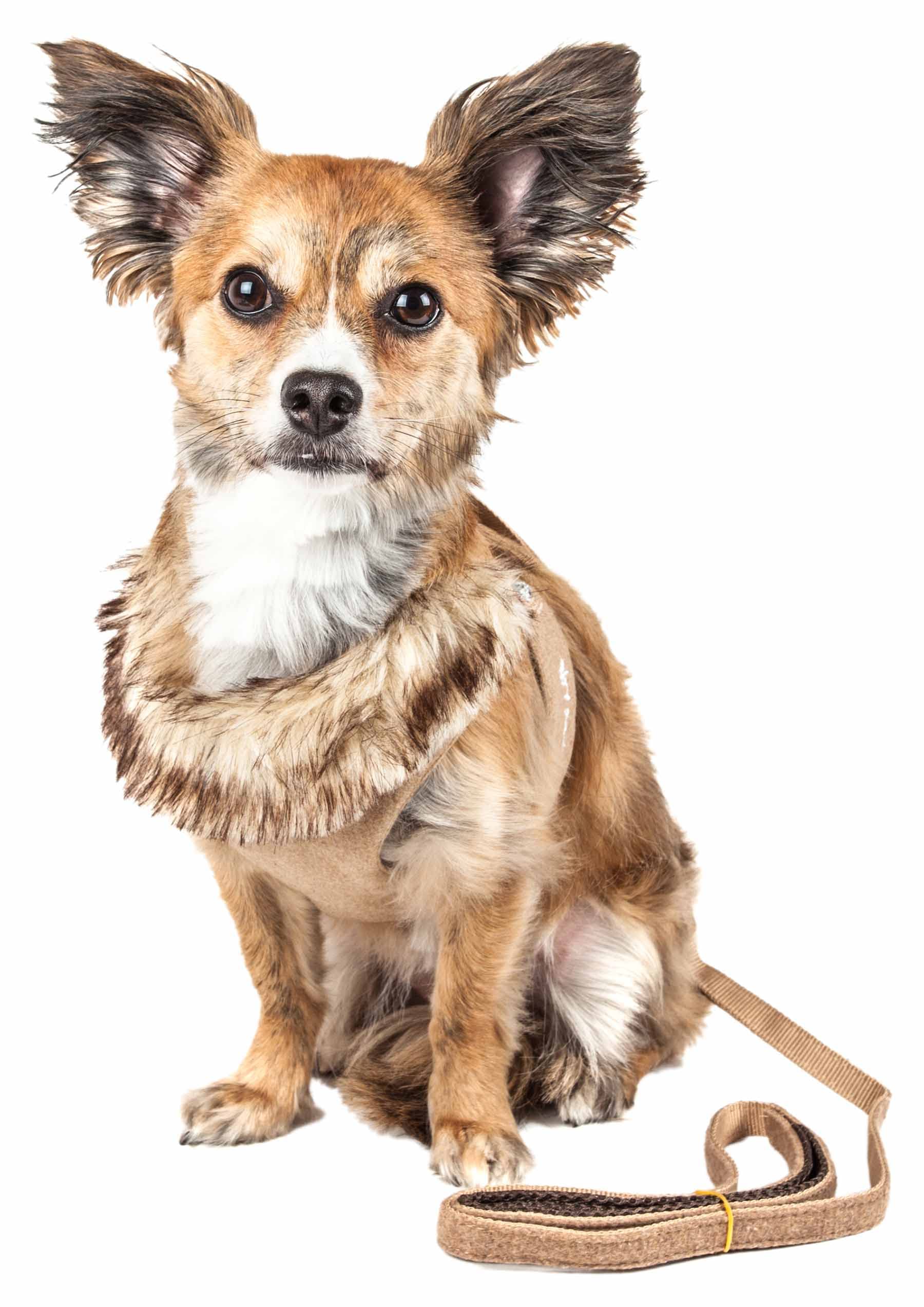 Pet Life ® Luxe Collection Furracious 2-in-1 Adjustable Fashion Dog Harness and Leash with Removable Fur Dog Collar - Designer Pet Harness is Reversed with Comfortable Mesh