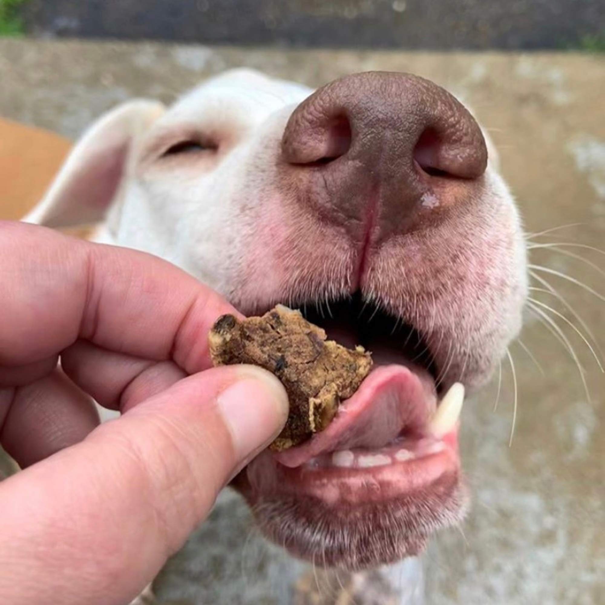 Green Butterfly Brands Premium Dog Treats Made in USA Only Natural, Meaty Beef Tips Slow Roasted, Crunchy American Beef Farm Rai