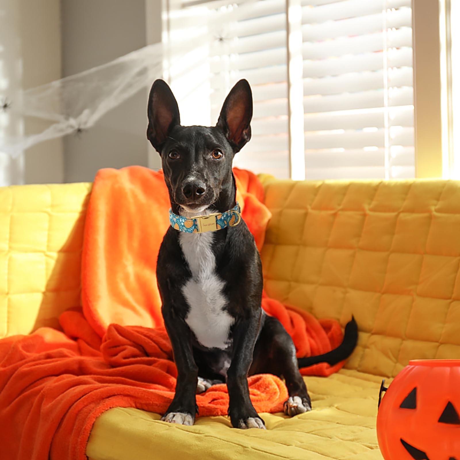 Unique Style Paws Halloween Dog Collar Metal Buckle Green Pumpkin Puppy Collar Gift Durable Cute Collar For Small Medium Large B