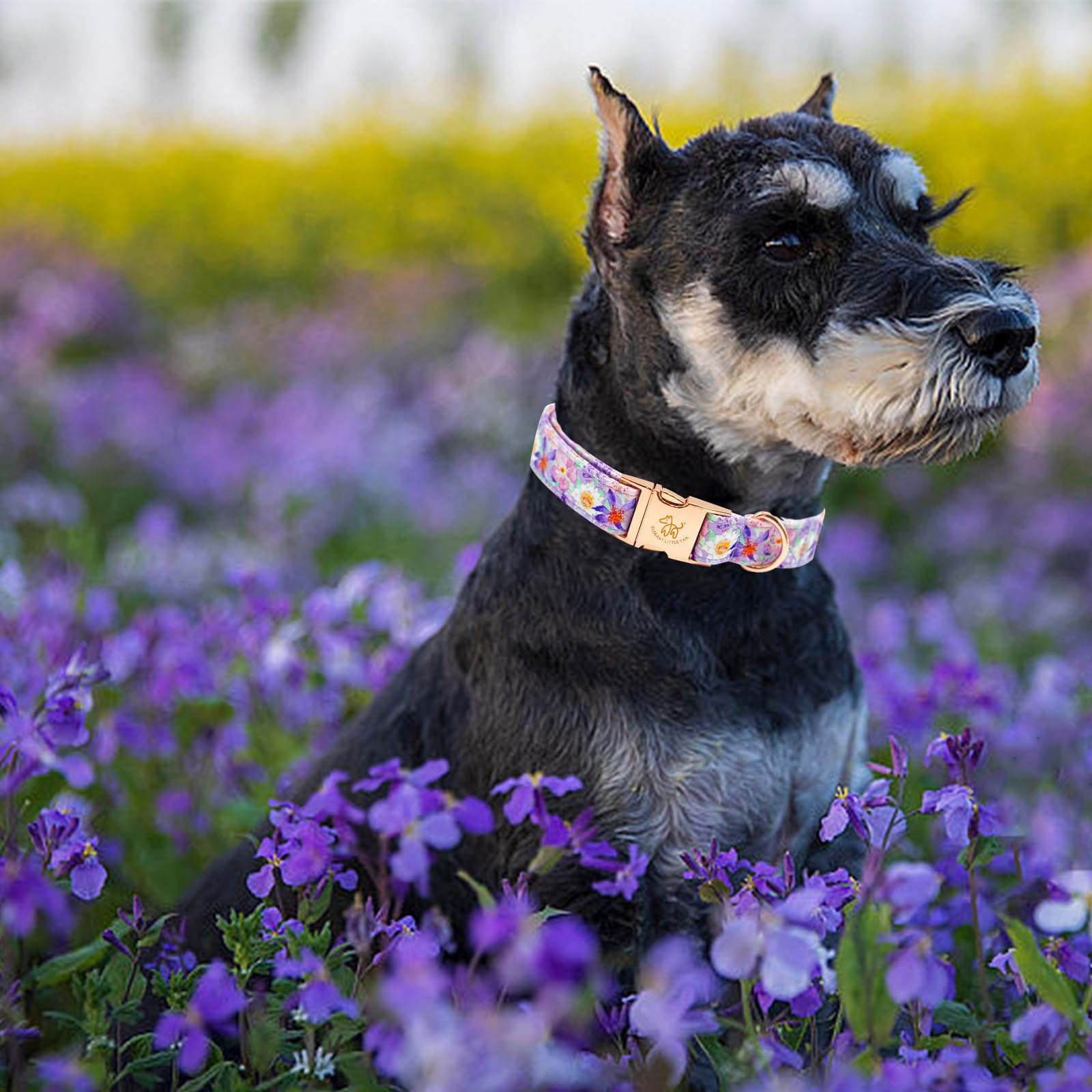 Elegant Little Tail Purple Floral Print Summer Dog Collar - Cotton, Durable, Metal Buckle For X-Small Dogs