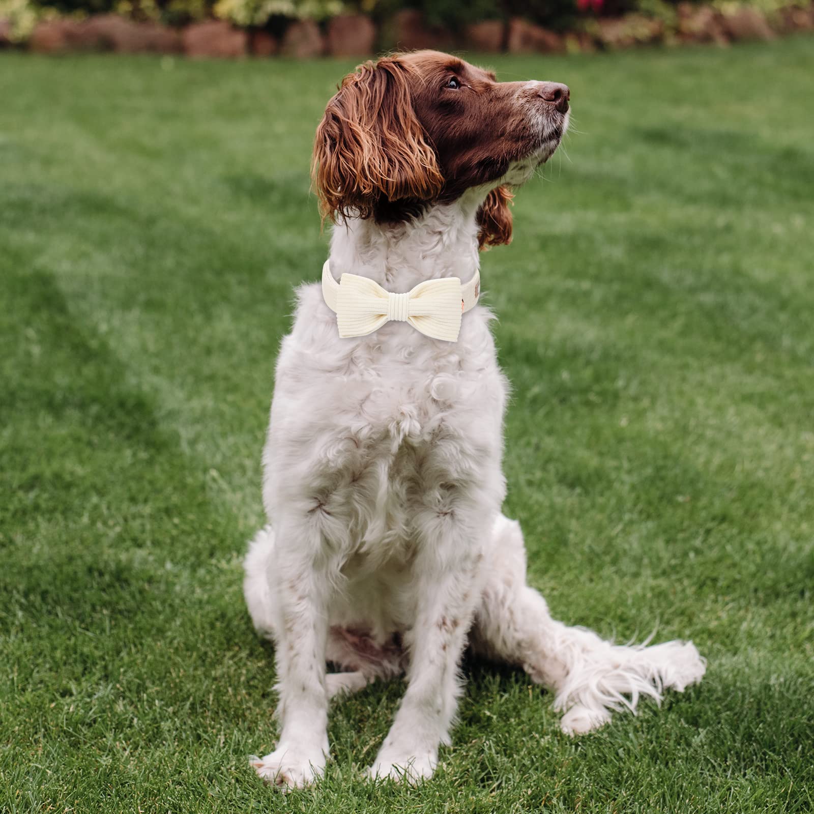 Babole Pet White Dog Collars for Large Dog,Cute Corduroy Dog Collar with Bow Tie Safety Metal Buckle Adjustable Puppy Collars fo