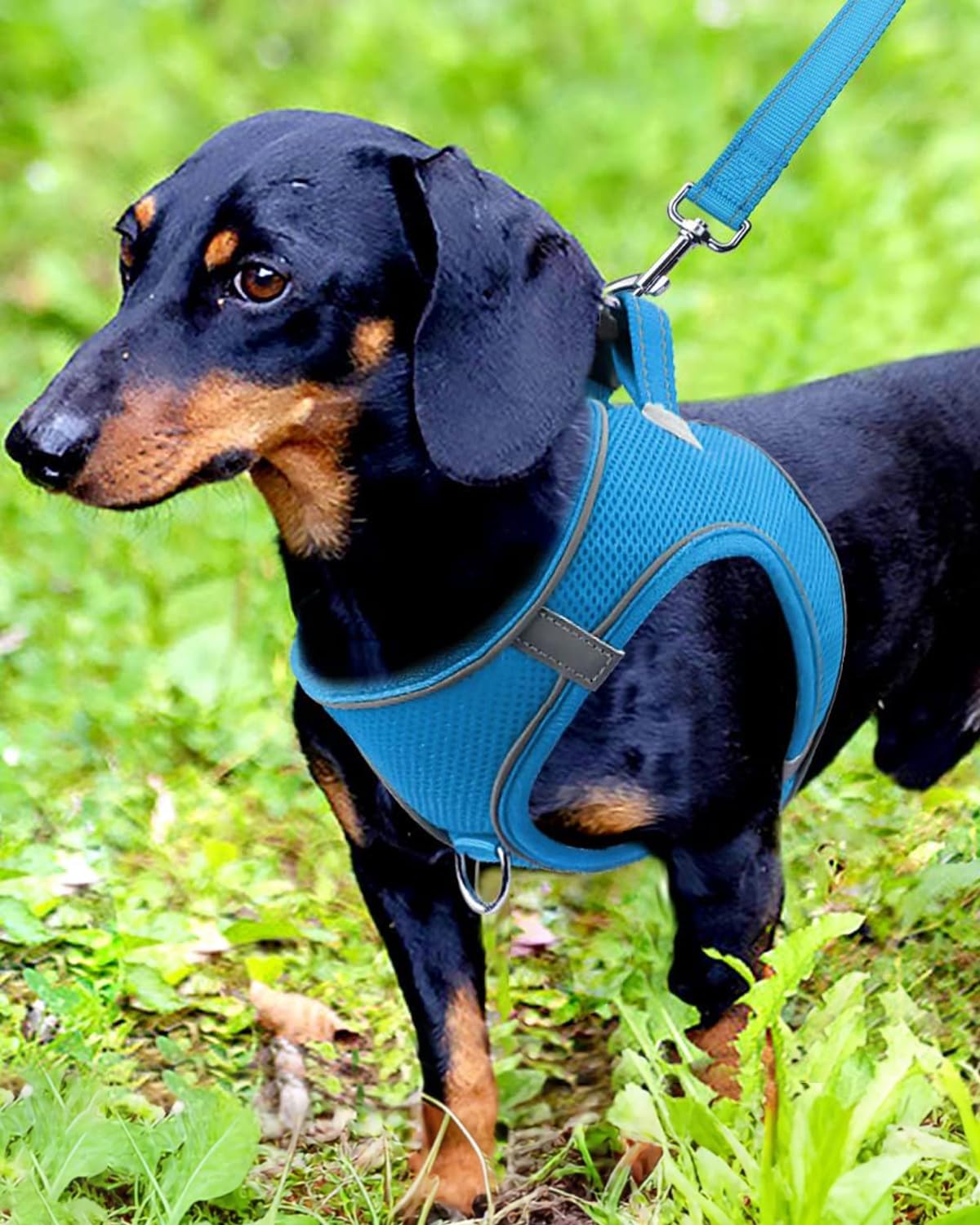 Joytale Step-in Dog Harness, Breathable Mesh Vest, Reflective Padded, Size M, Sky Blue, Model J-XBD005