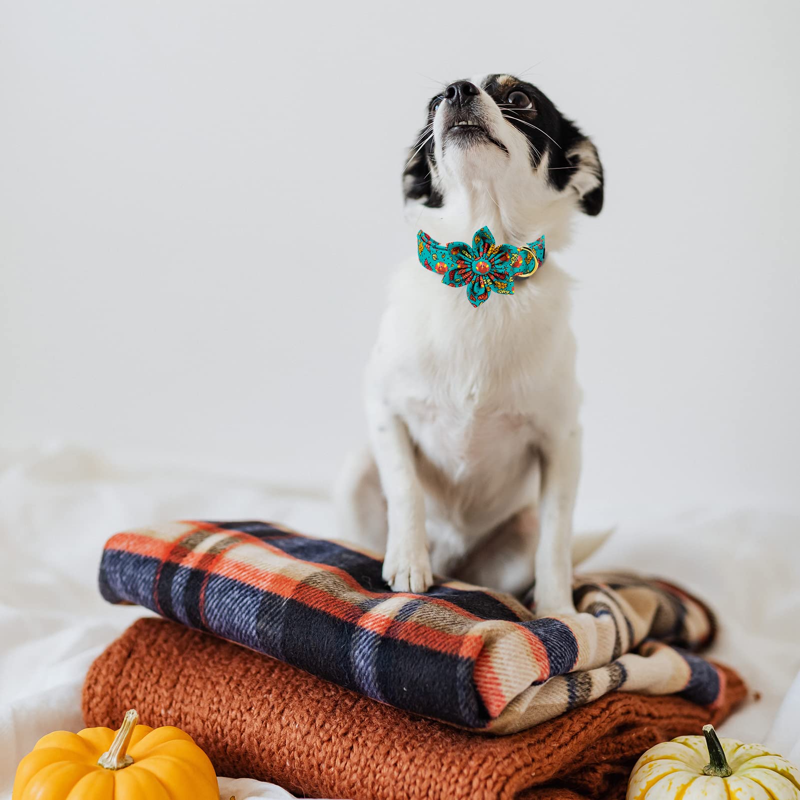 Mr. Chubbyface Thanksgiving Dog Collar - Adjustable Maple And Turkey Flower Collar For Small, Medium, Large Dogs