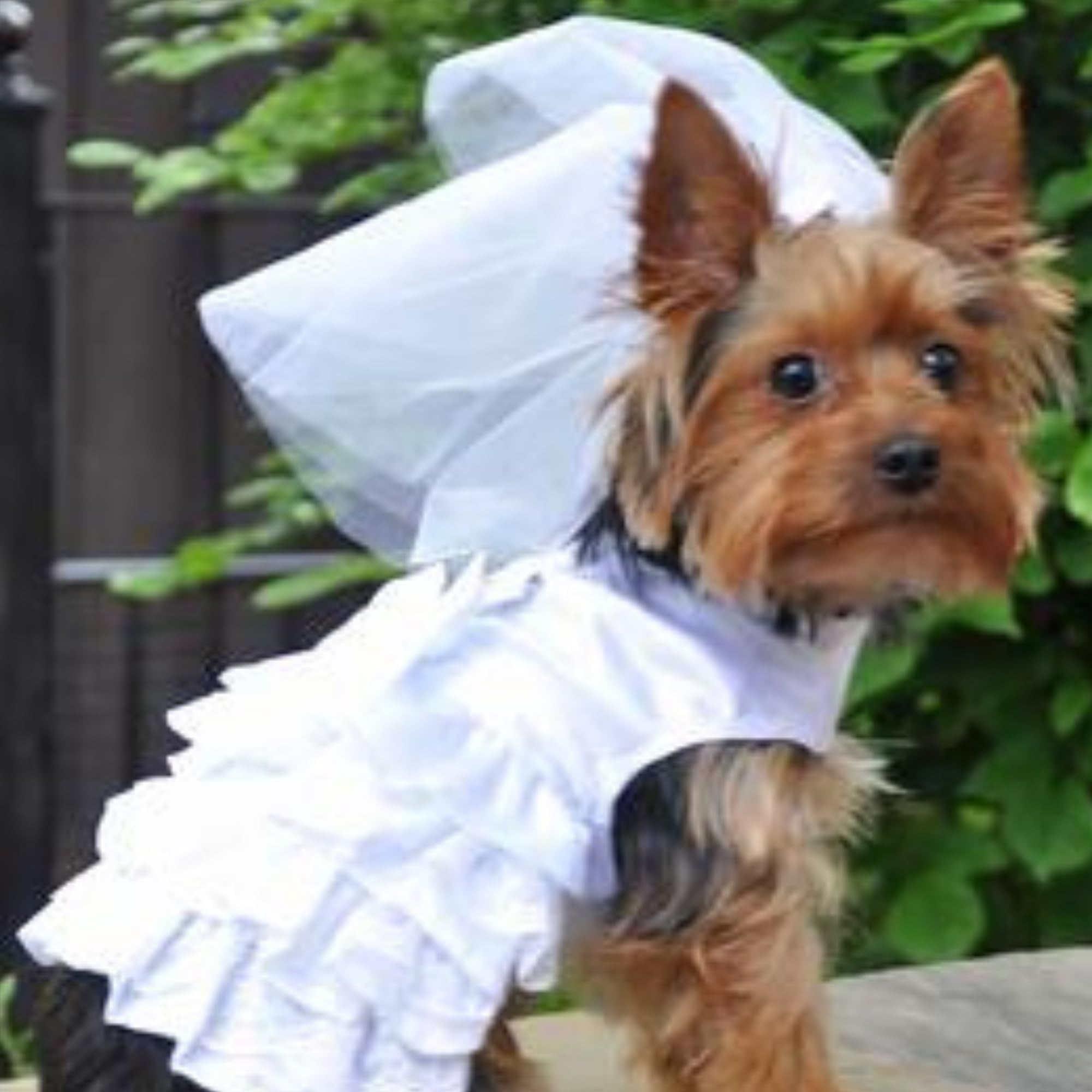 Dog Wedding Harness Dress Set By Doggie Design