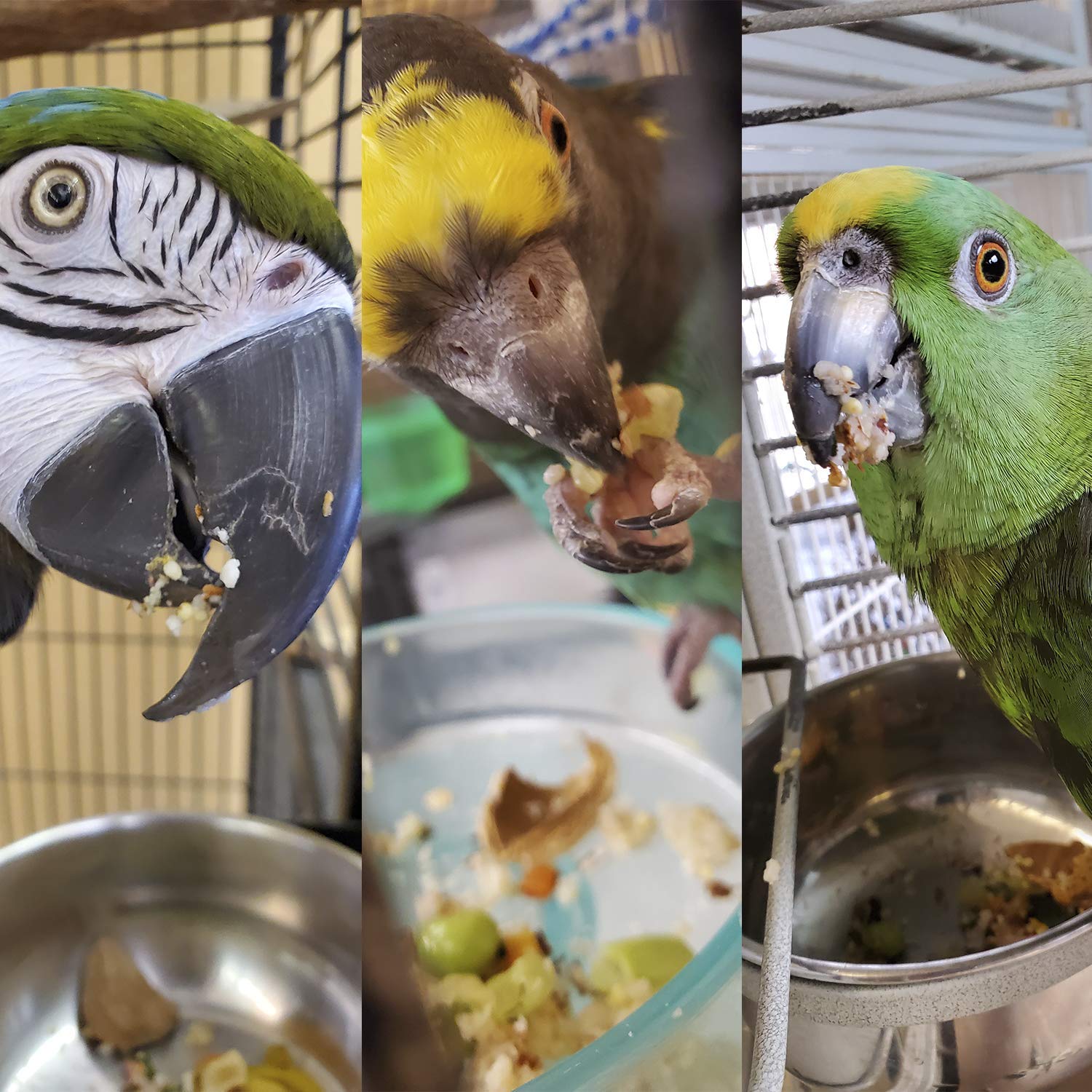 Bird Street Bistro Parrot Food - Parakeet & Cockatiel Food - Cooks in 3-15 min with Natural & Organic Grains, Legumes, Non-GMO F
