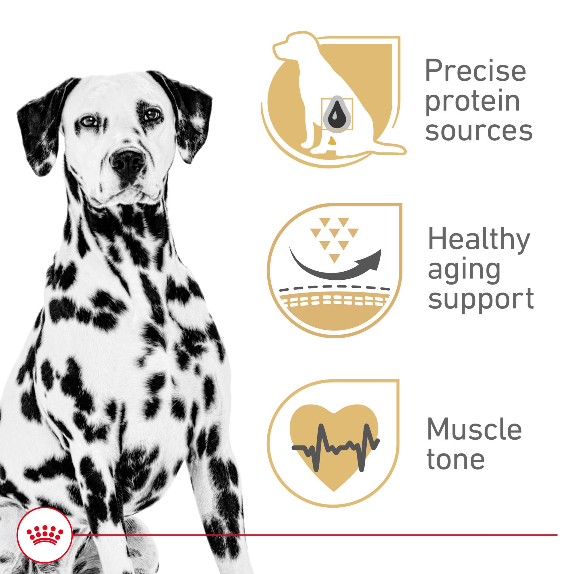 Royal Canin Dalmatian Adult Dry Dog Food, 30 lb Bag - Breed Health Nutrition, Model 520730