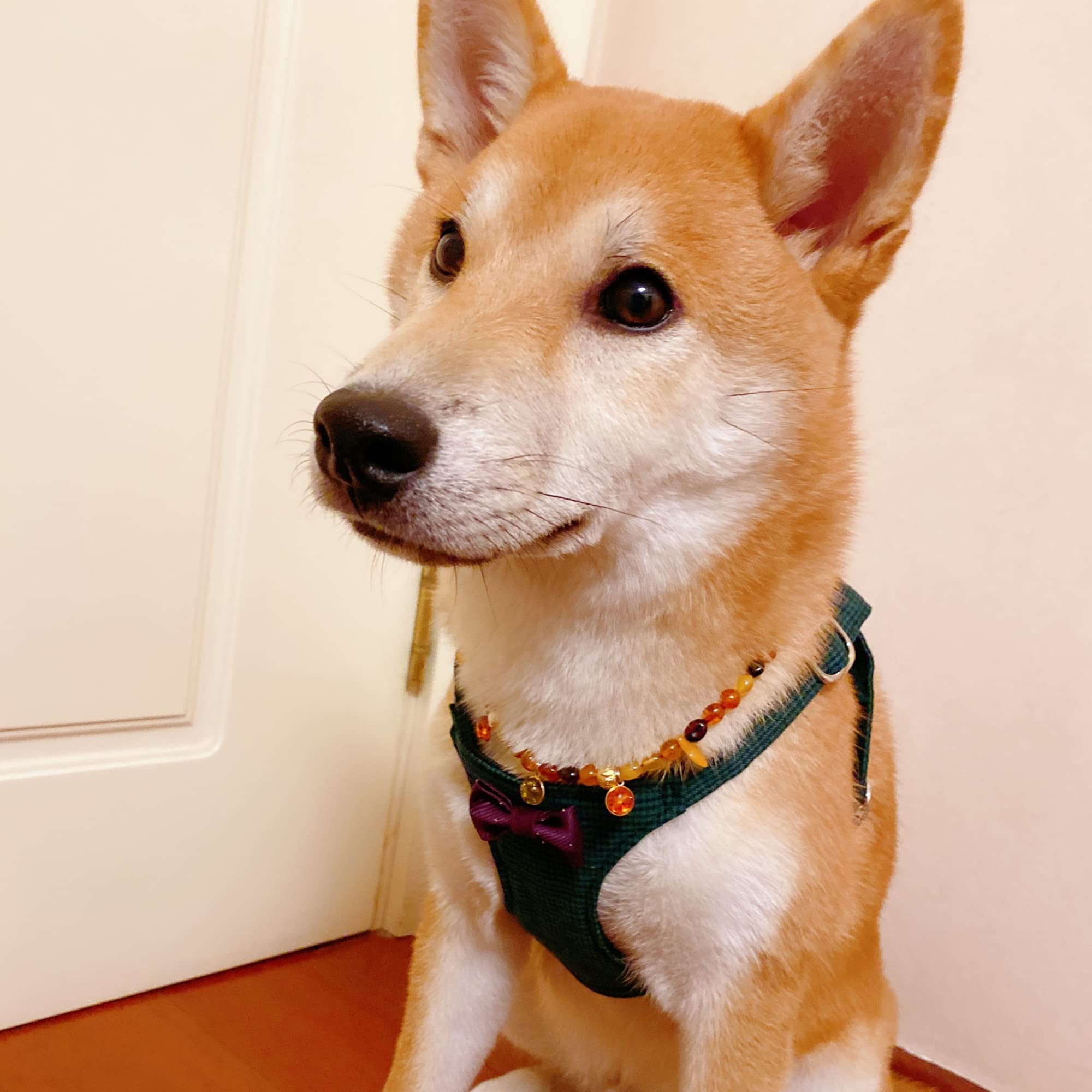 Puppytie No Pull Xs Dog Harness With Multifunction Dog Leash,Soft Adjustable No Choke Escape Proof Pet Harness Vest,Plaid Green,