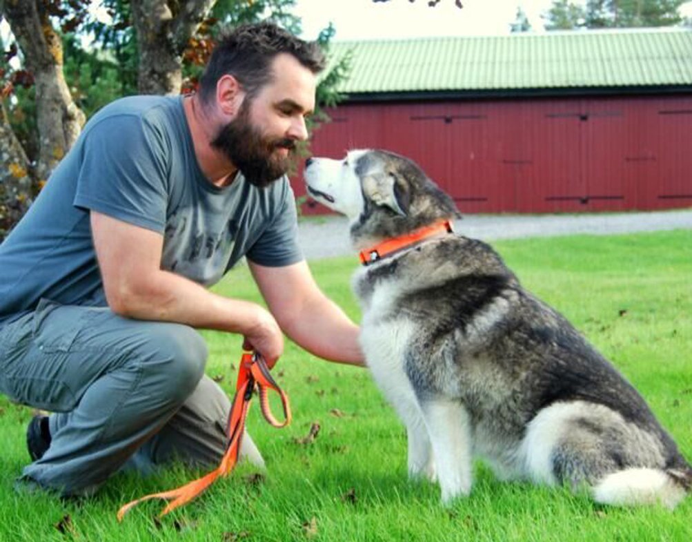 Sgoda Hands Free Dog Leash,Bungee Leash For Walking Running Training,Nylon Dog Lead With Soft Padded Waist Belt,Black,Medium