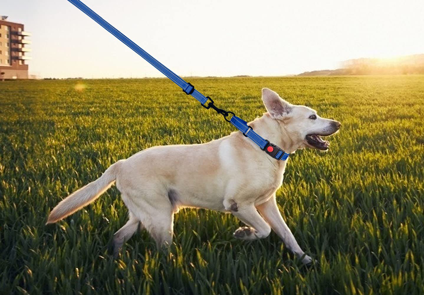 Martingale Dog Collar And Leash Set Martingale Collars For Dogs Reflective Martingale Collar For Small Medium Large Dogs(Blue&M)