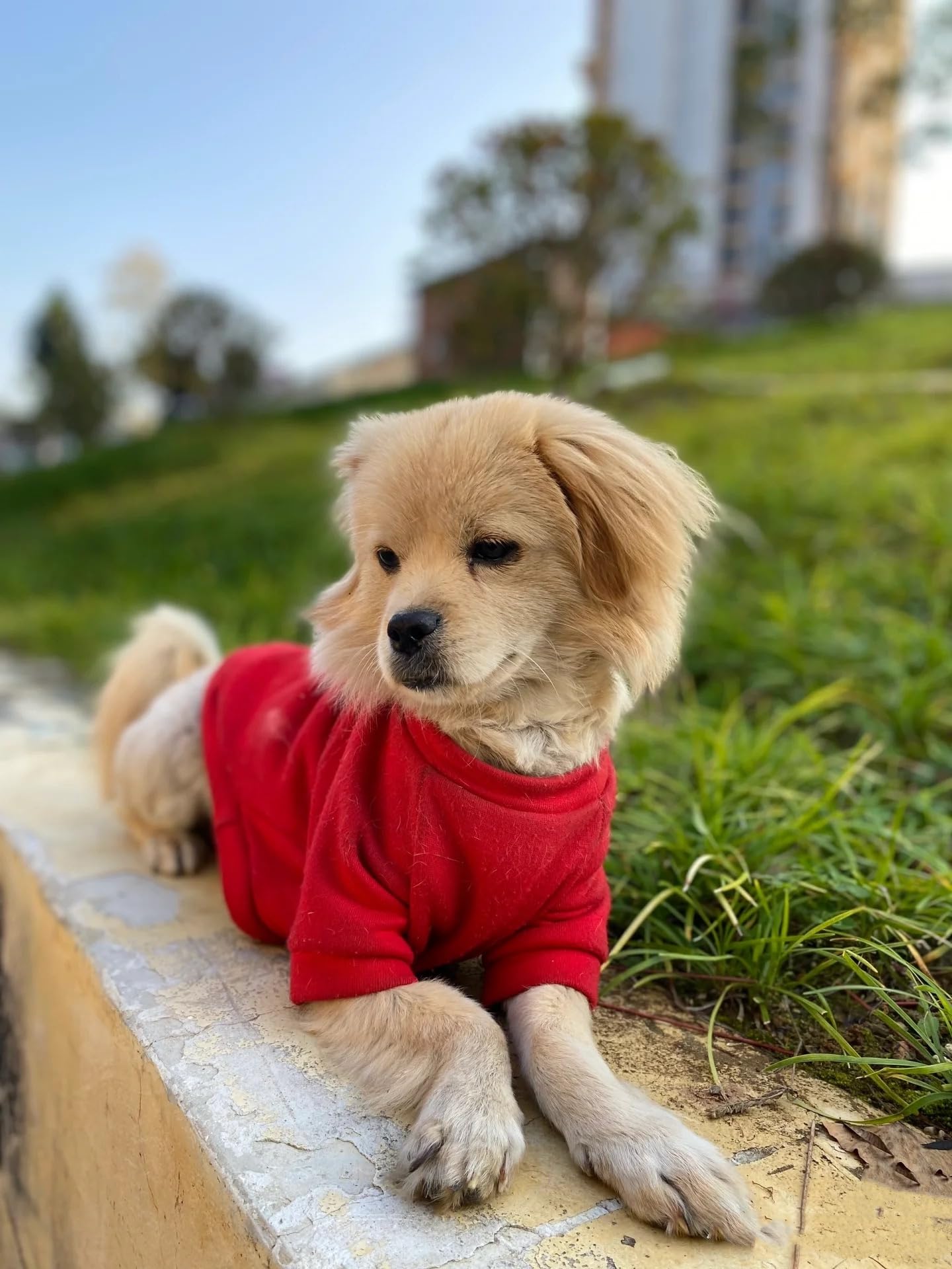 2-Piece Soft Dog & Puppy Sweater - Warm & Cute Winter Outfit For Small Dogs & Cats (Red+Blue, Medium)