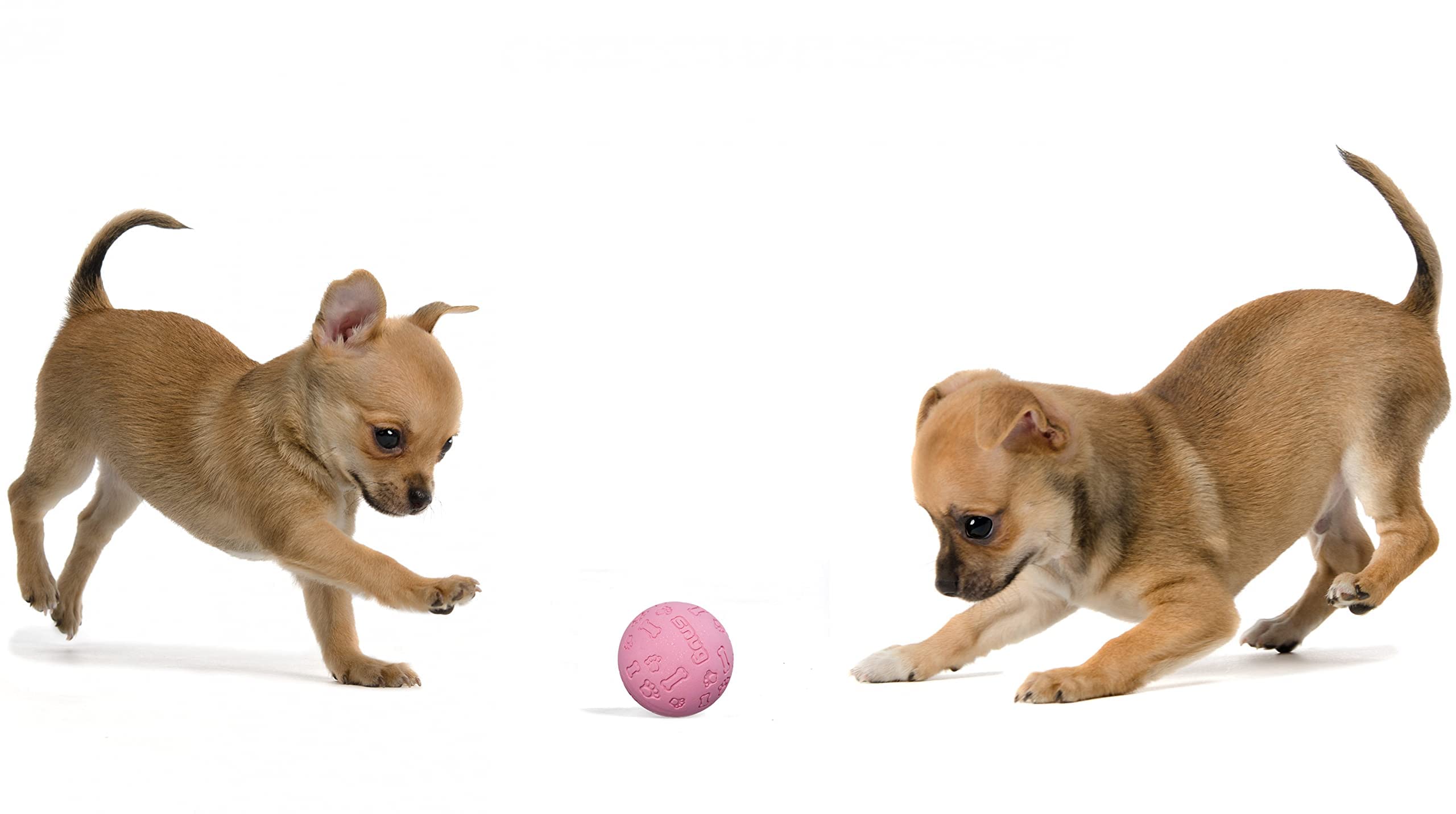 Snug Rubber Dog Balls - Indestructible Tennis Size for Small/Medium Dogs - Chic (3 Pack)