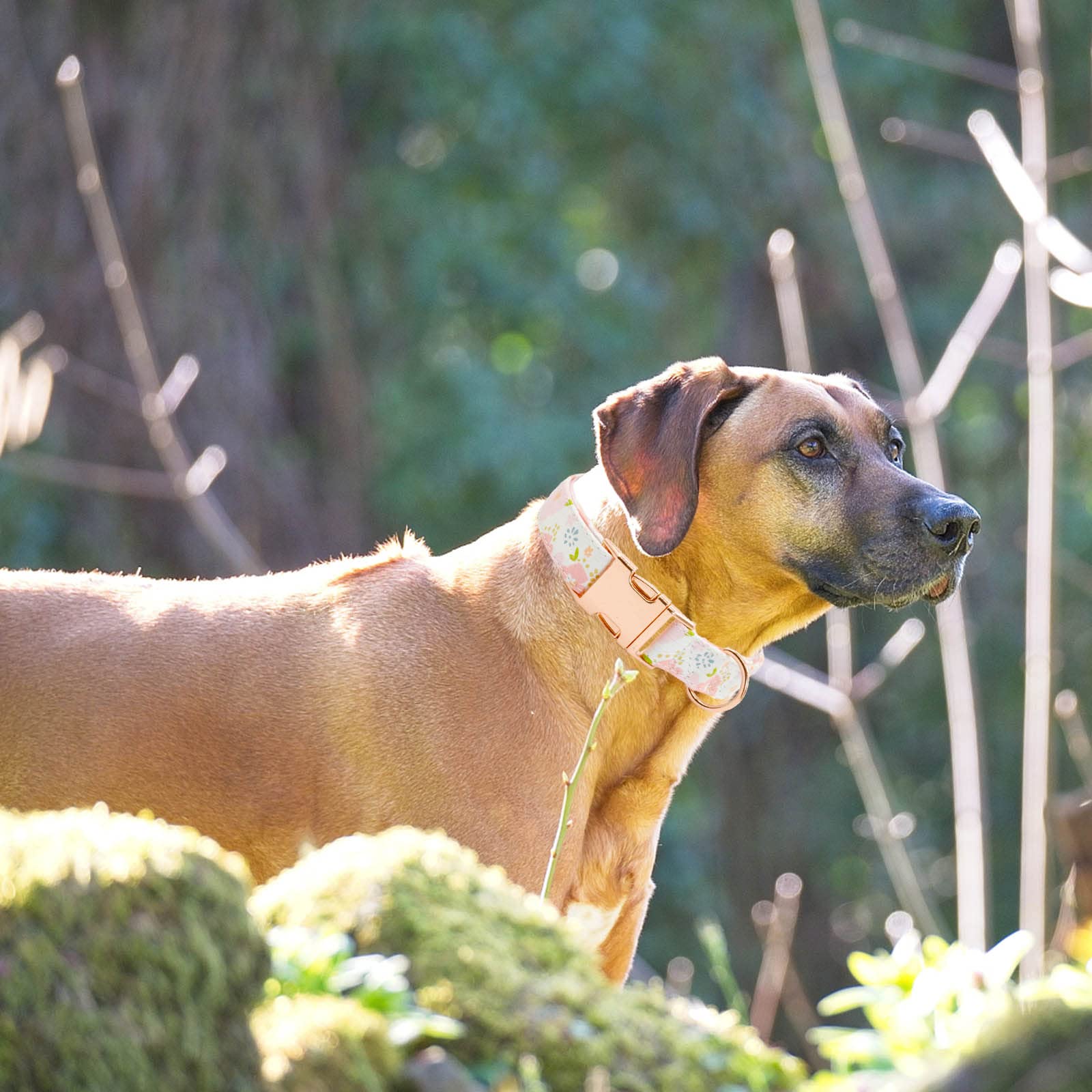 Metal Buckle Dog Collar, Durable Adjustable Dog Collar Soft For Small Medium Large Dogs(Pink Flowers, S(10-14In)