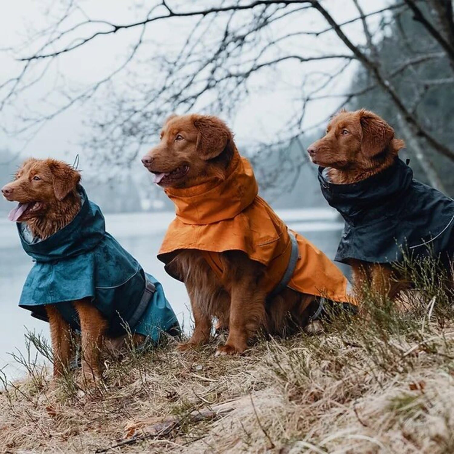 Hurtta Monsoon Coat, Dog Raincoat, Bilberry, 28 In