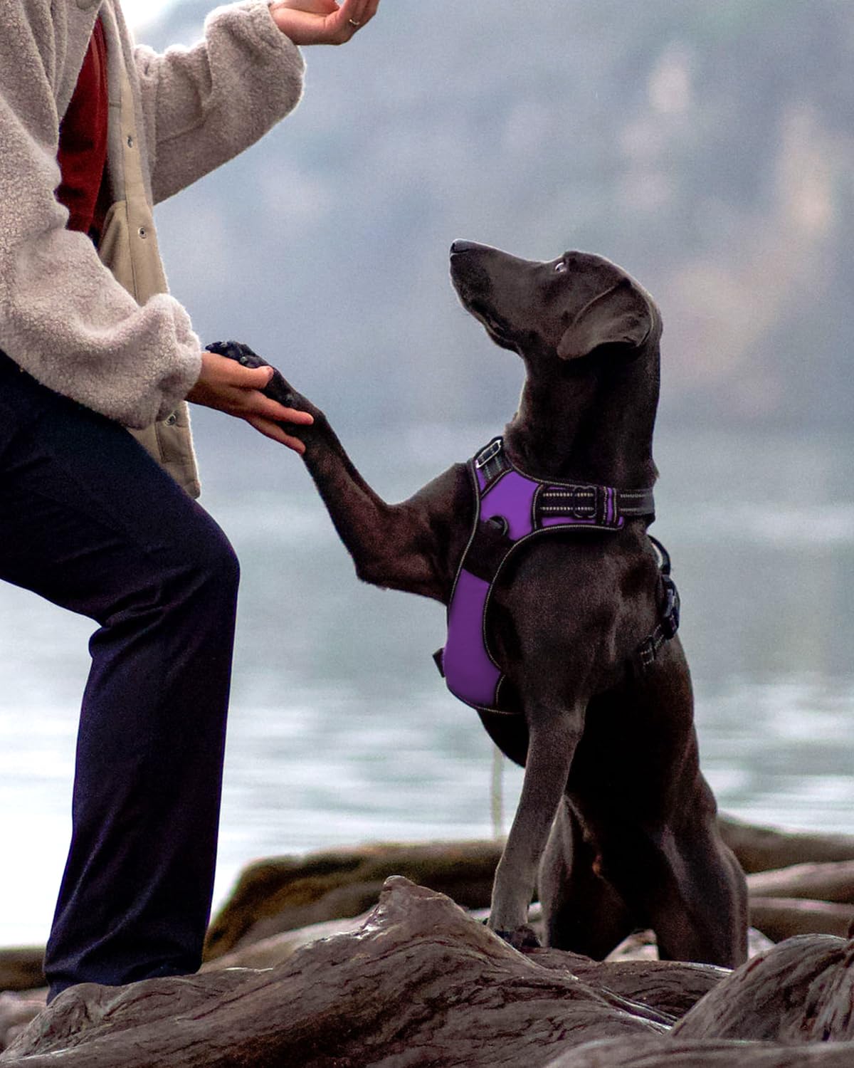 Joytale No Pull Dog Harness for Small Dogs, Adjustable Soft Padded Vest, Reflective, Purple, Model J-A35001-PU-S