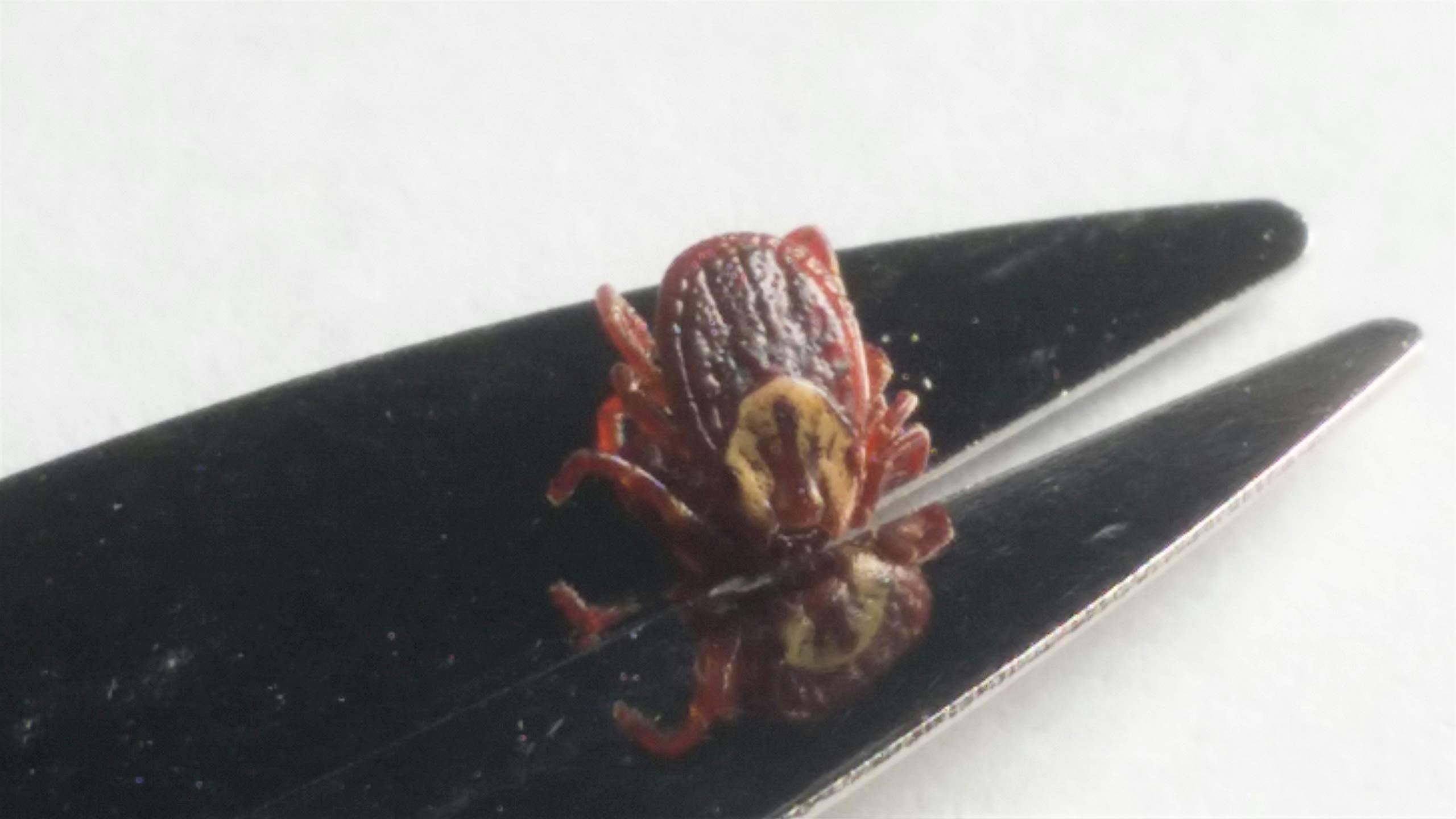 Pro-Tick Remedy 6-Pak - Effective Tick Remover for Cats, Dogs, Horses, and Humans - Safe for All Pets