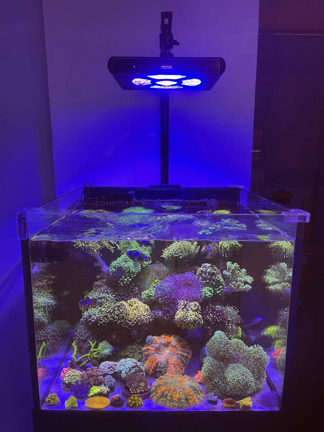 Hipargero Aquarium Lights-100 Watt 5 Channels Sunrise Sunset Moonlight Reef Lights For Coral Sps Lps Saltwater Tank(Black)
