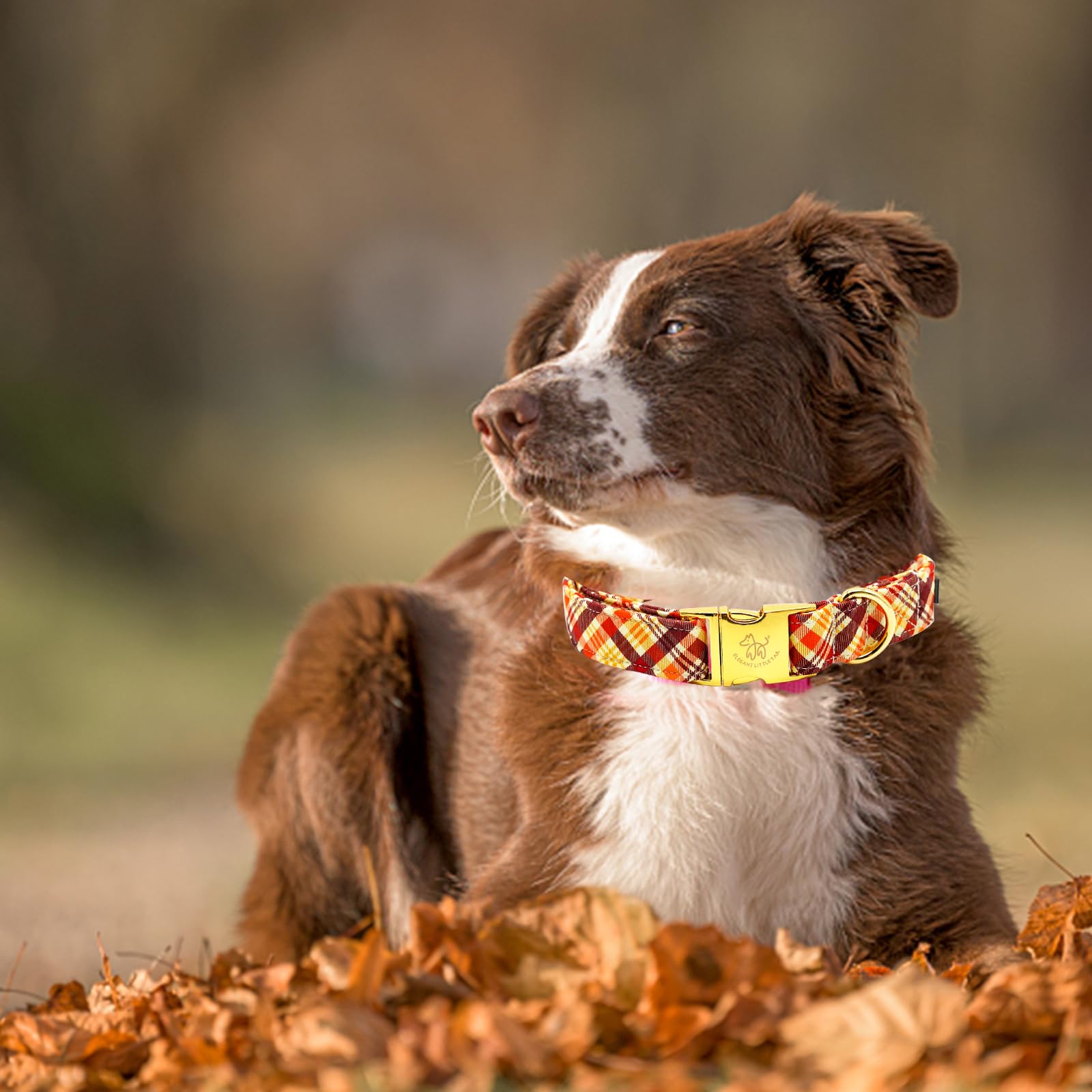 Elegant Little Tail Dog Collar - Orange Plaid Fall Pet Collar With Metal Buckle For Small Dogs, Puppies - Adjustable Cotton Coll