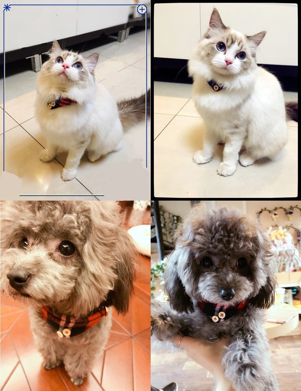 Petfavorites Small Dog Costume Collar - Plaid Bowtie Kitten Bandana Collar For Halloween - Teacup Yorkie Chihuahua Clothes Outfits Accessories, Adjustable (Navy Note Scarf, 8.7 To 11-Inch)