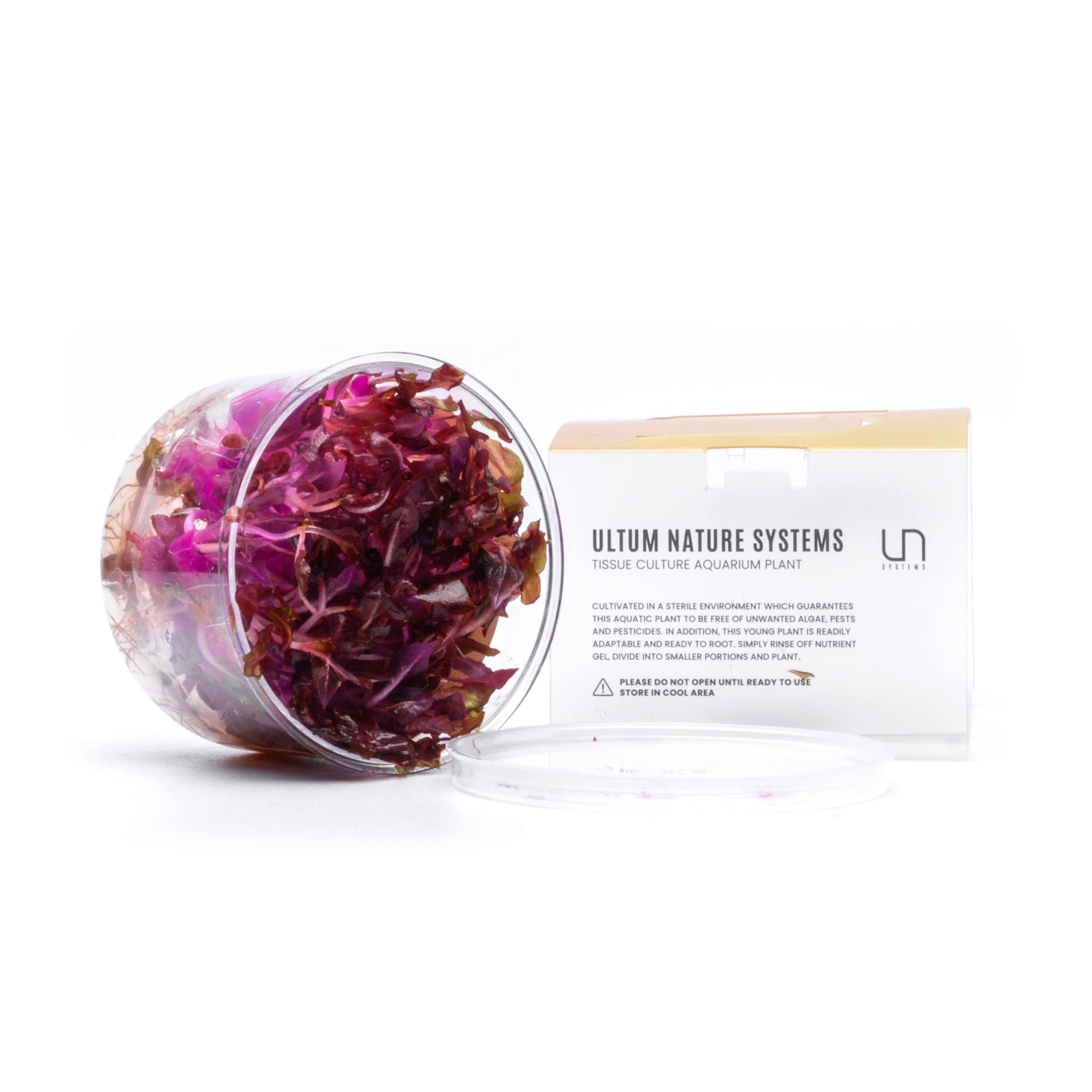 Ultum Nature Systems Alternanthera Reineckii Rosanervig Red Stem Tissue Culture Live Plant For Aquarium, Aquascape, Freshwater F