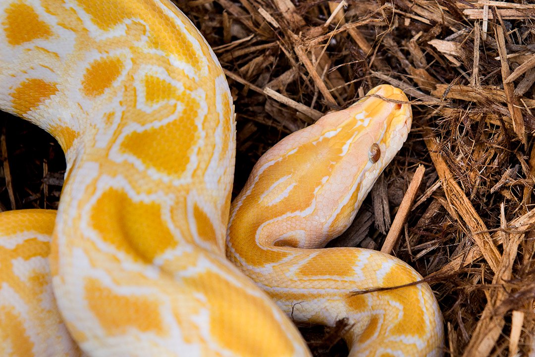 Galapagos (05054) Cypress Tank Mulch Forest Floor Bedding, 8-Quart, Natural