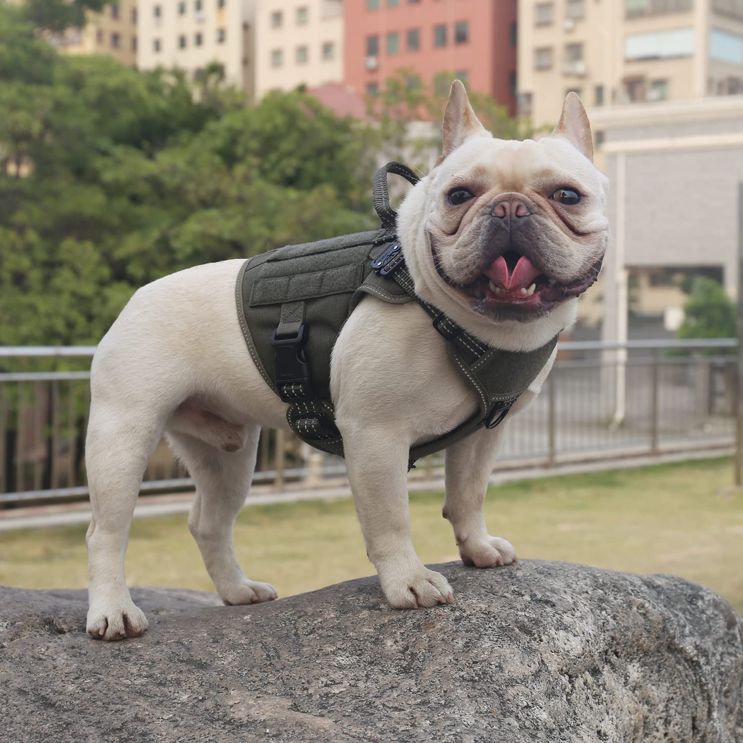 Icefang Tactical Dog Harness,2X Metal Buckle,Working Dog Molle Vest With Handle,No Pulling Front Leash Clip,Hook And Loop Panel