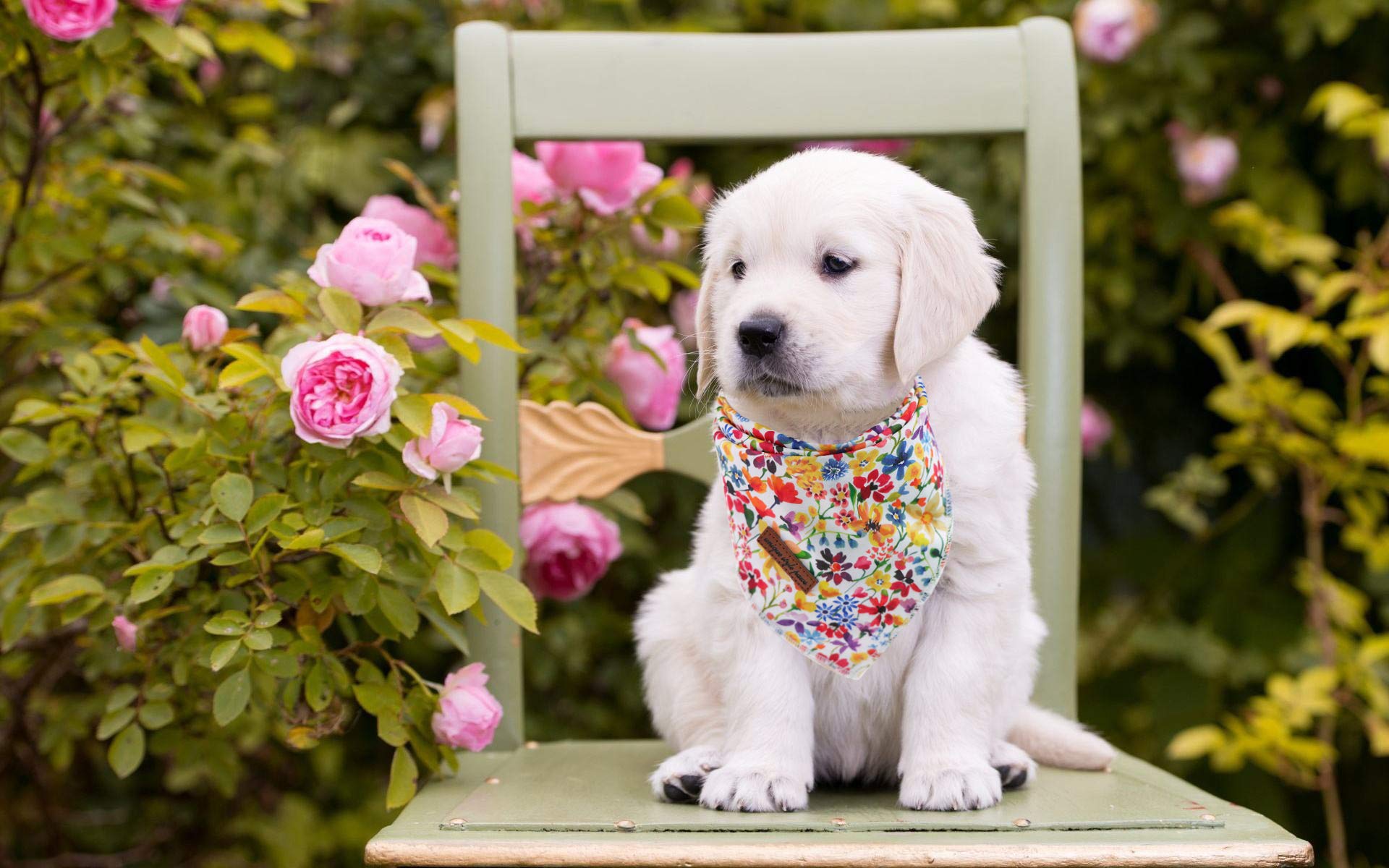 Unique Style Paws Dog Bandanas 1Pc Washable Cotton Triangle Dog Scarfs For Small Medium Large Dogs And Cats