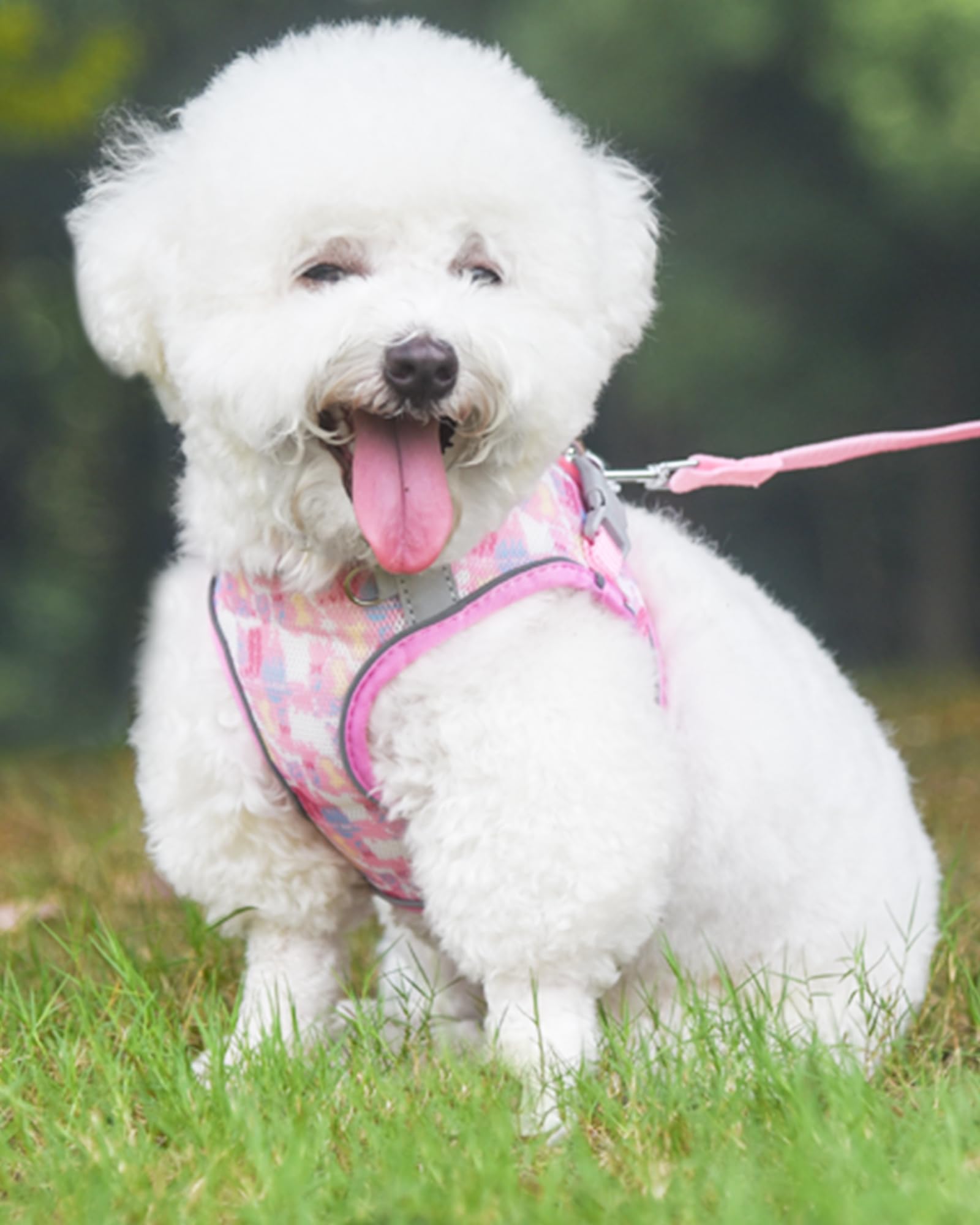 Aecllcea No Pull Dog Harness & Cat Leash Set, Step-In Harness - Small & Medium, Pink
