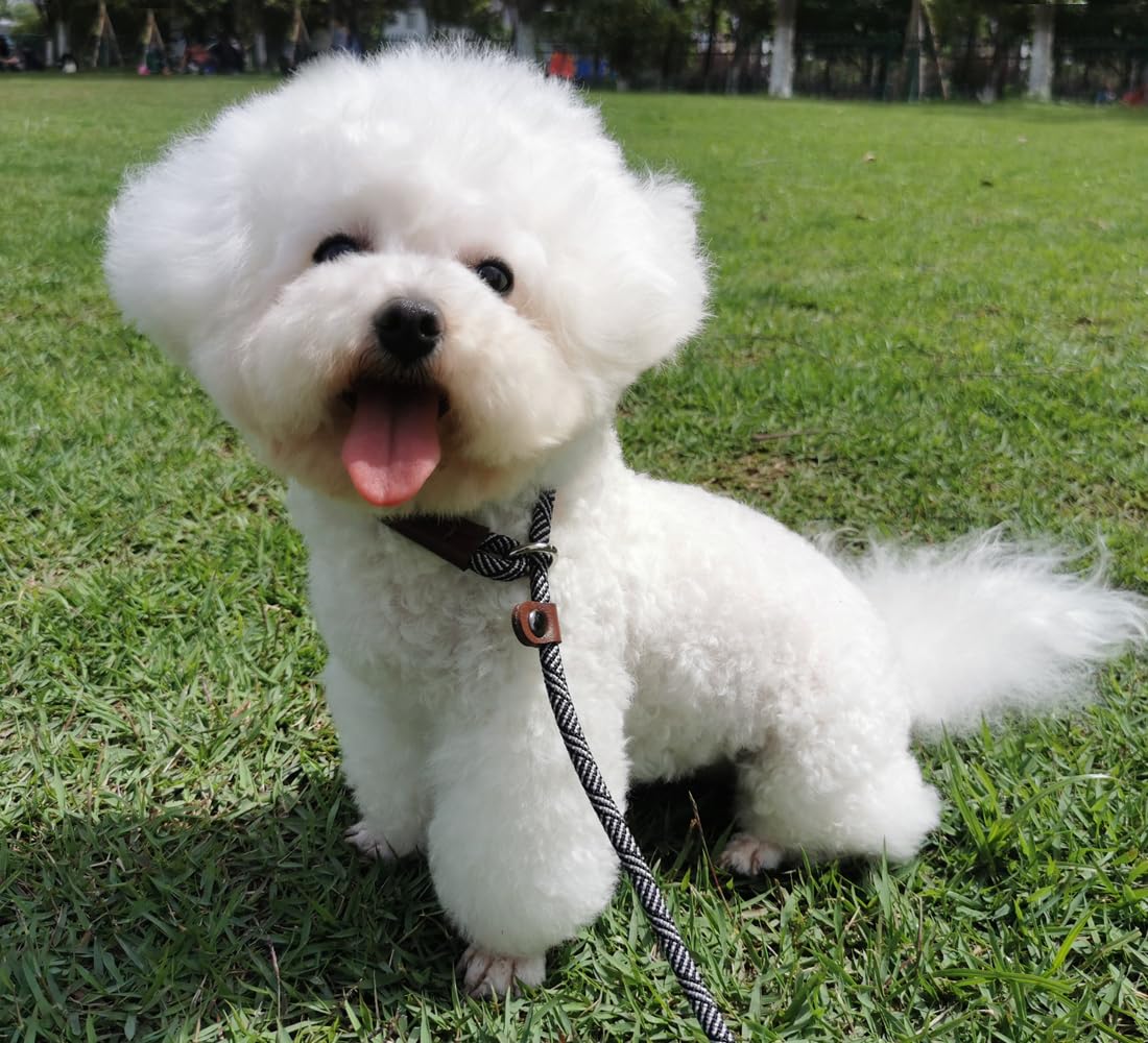 Mycicy Slip Lead Dog Leash, 1/4' X 5 Ft No Pull Control Training Leash For Small And Medium Dogs (Black)