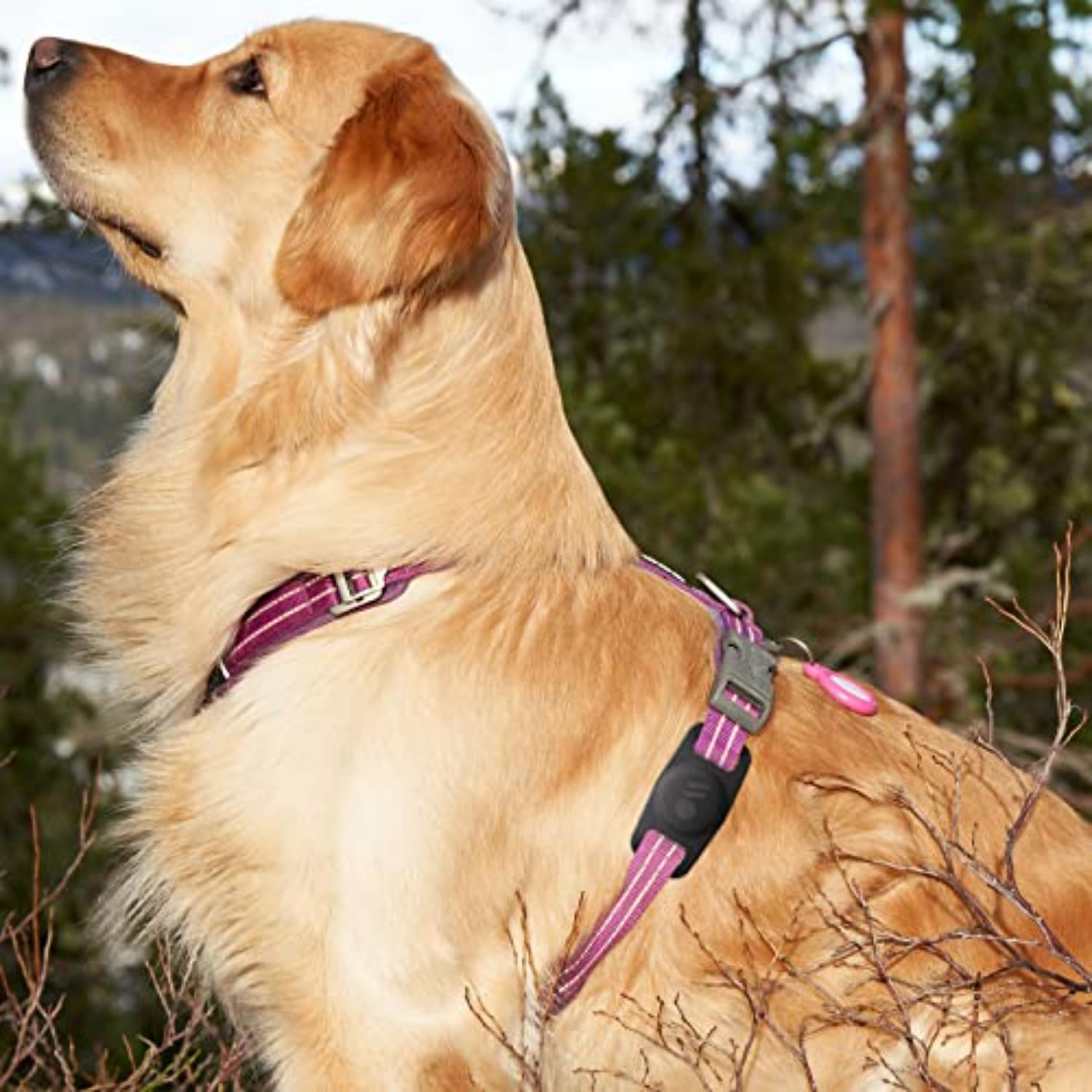 Case-Mate Airtag Dog Collar Holder - Water Resistant Airtag Holder Tag - Lightweight, Protective Airtag Case For Dog Collar - Pet Collar Airtag Loop - Compatible With Cat/Dog Collars - Black