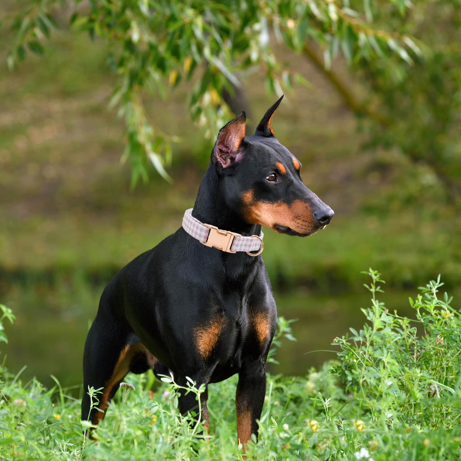 Metal Buckle Dog Collar, Durable Adjustable Dog Collar Soft For Small Medium Large Dogs (Purple Plaid, M(13-18In)