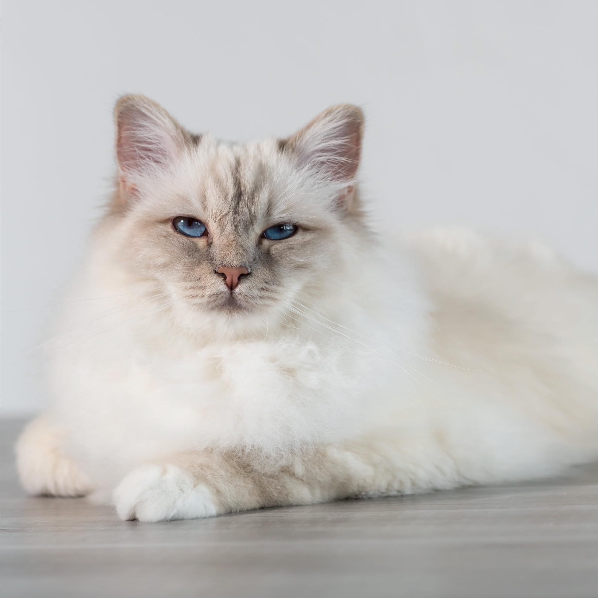 Beco Scoop Litter Scoop Blue