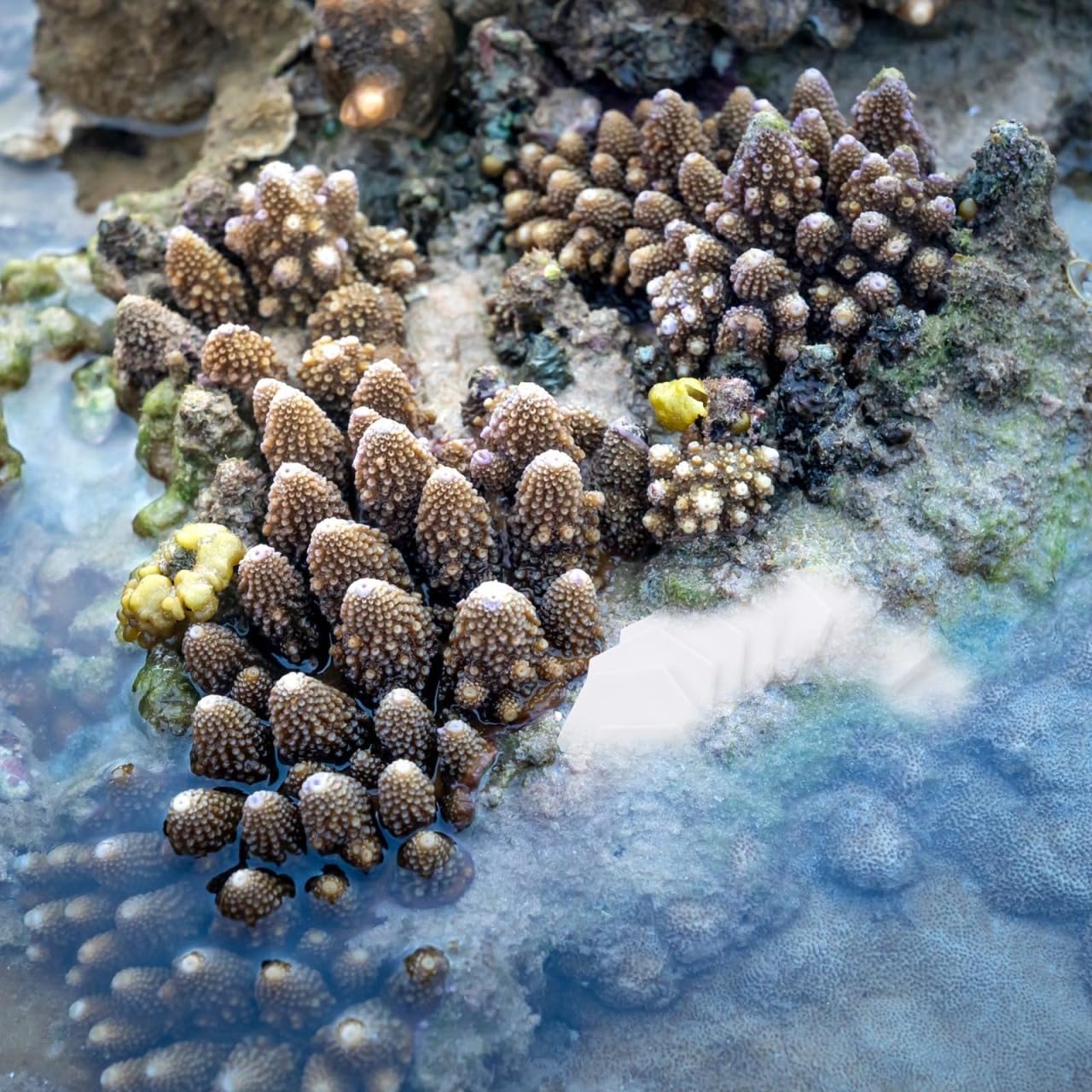 BUGUUYO 10pcs Ceramic Coral Bases Lightweight Stand for Fish Tank Supplies Stable Coral Breeding Bases for Hard and Branching Co