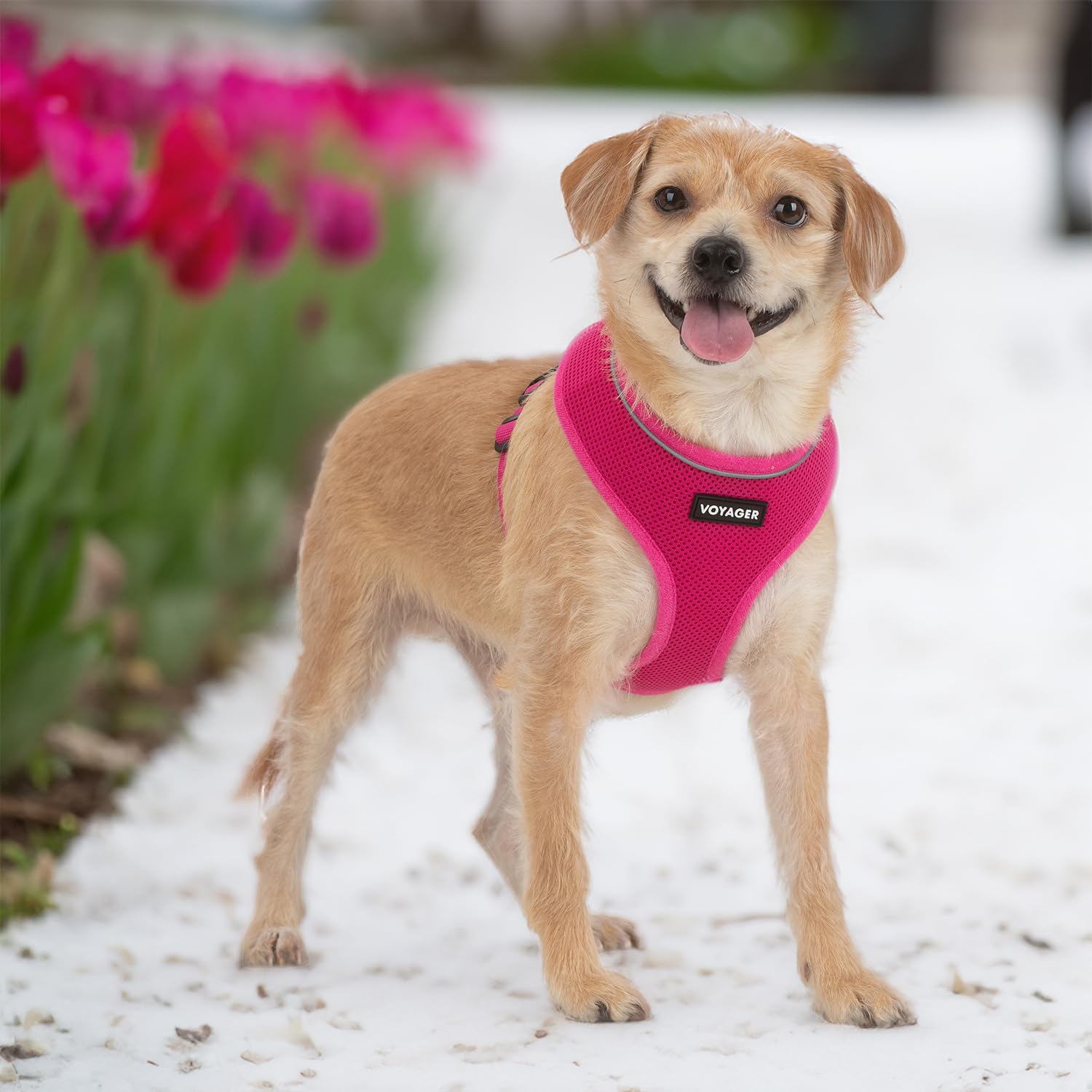 Voyager Aerolite No Pull Mesh Dog Harness With Lightweight, Soft, Breathable, Reflective Stitching, And Adjustable Straps For Walking, Running, Training, Heavy Duty And Durable - Fuchsia, M