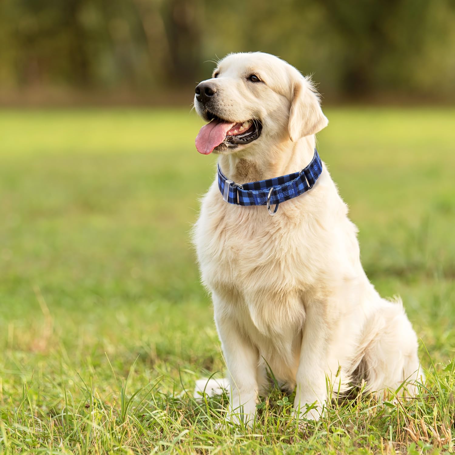 Martingale Collar For Dogs Large Medium Small, With Special Blue Plaid Design, Adjustable Premium No Slip Collar For Girl Boy Do