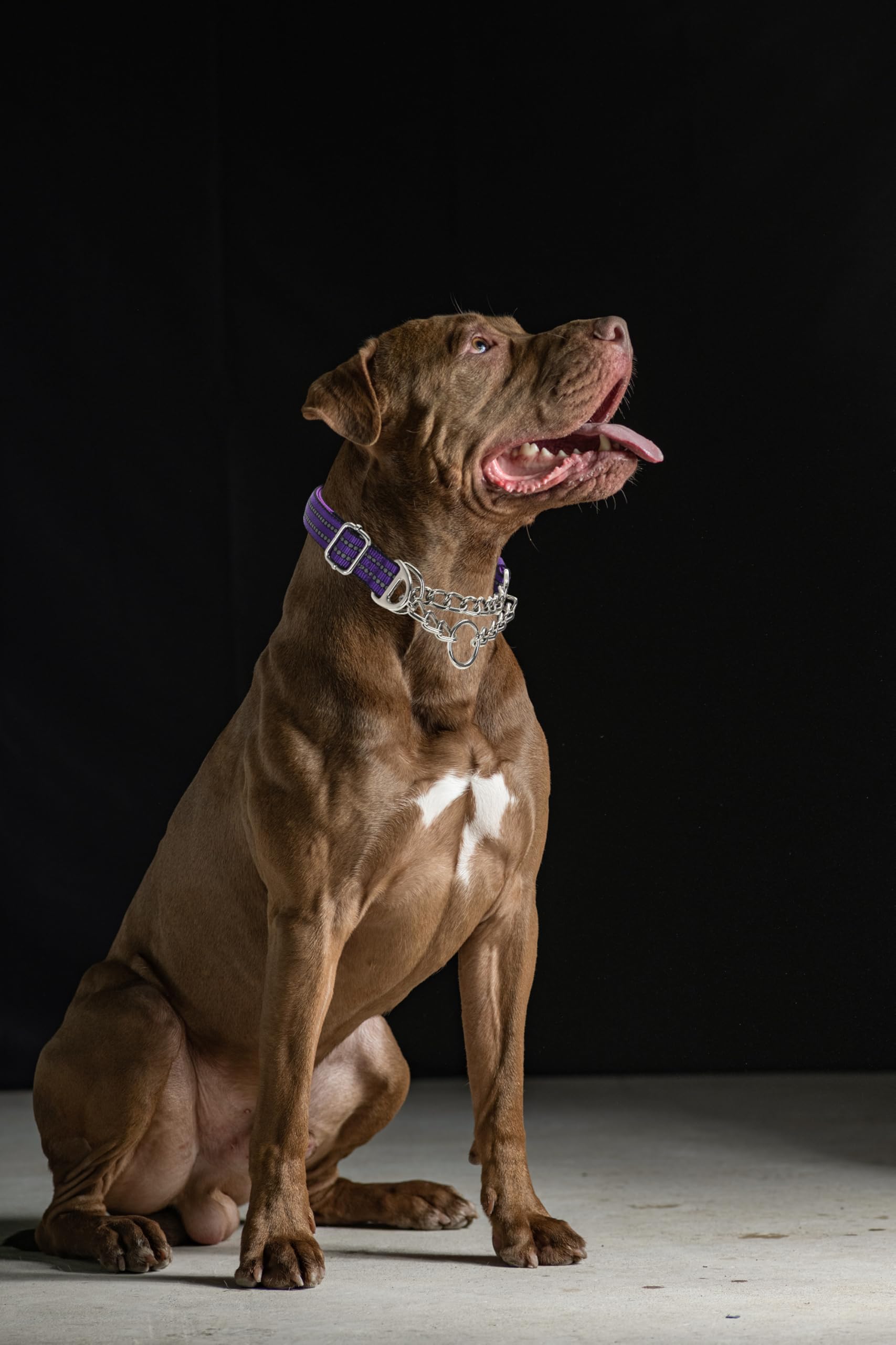 Pink Martingale Collar For Medium Dogs, Reflective Nylon Dog Chain Collar Heavy Duty Martingale Dog Collar With Stainless Steel