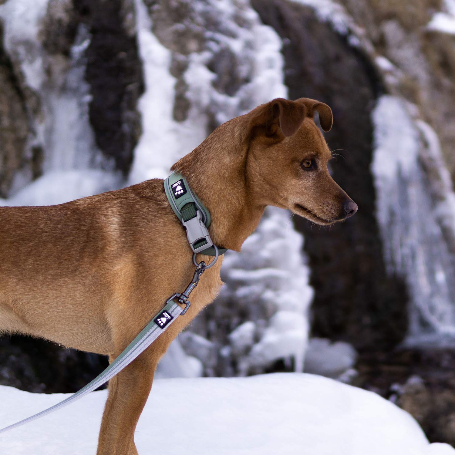 Hurtta Weekend Warrior Eco Dog Collar, Hedge, 22-26 In