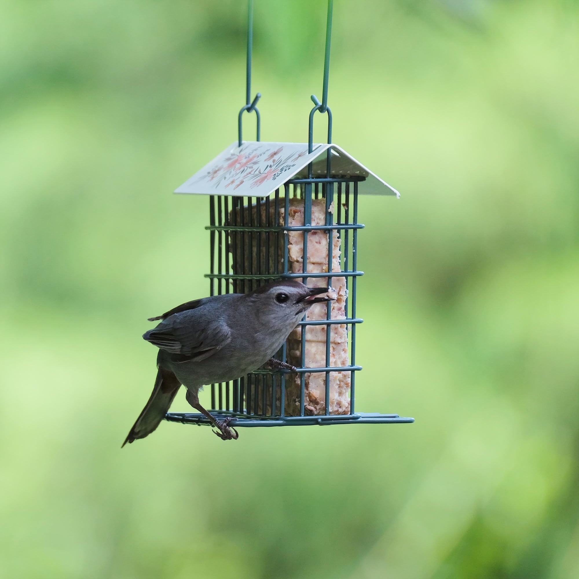 Wild Wings Decorative Metal Suet Cage Feeder for Outdoor D  cor Wild Bird Feeders, 1 Suet Cake Capacity, Hanging Suet Feeder, Bl