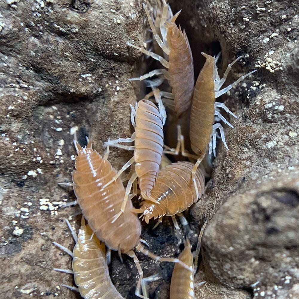 Xyzreptiles Live Insects Powder Orange Isopods For Sale Cleanup Crew For Terrarium Reptile Bedding And Snake Bedding Porcellio P