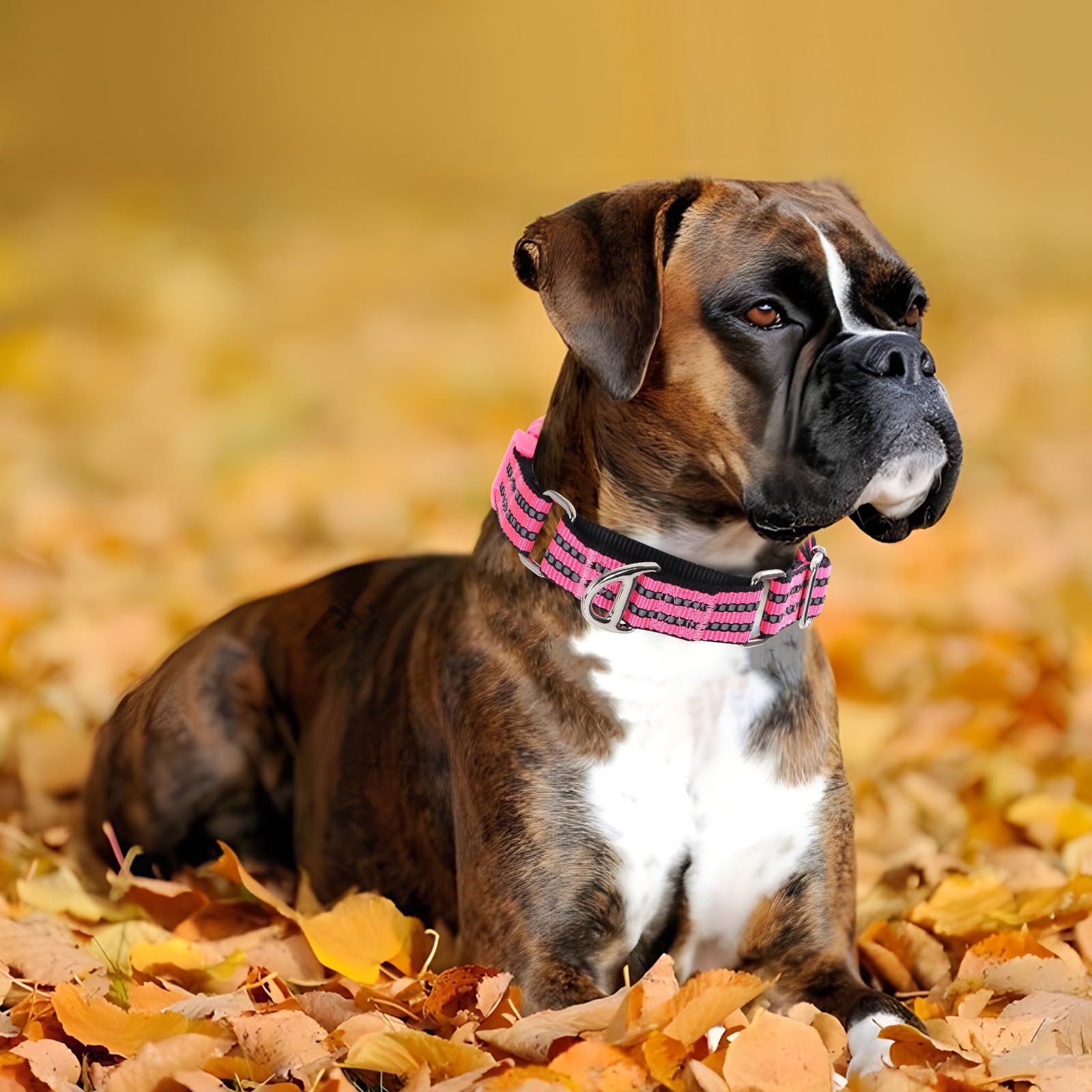 Onefojojo Martingale Dog Collars Reflective Nylon Dog Collar With Quick Release Buckle Adjustable Training No Slip Dog Collar (M
