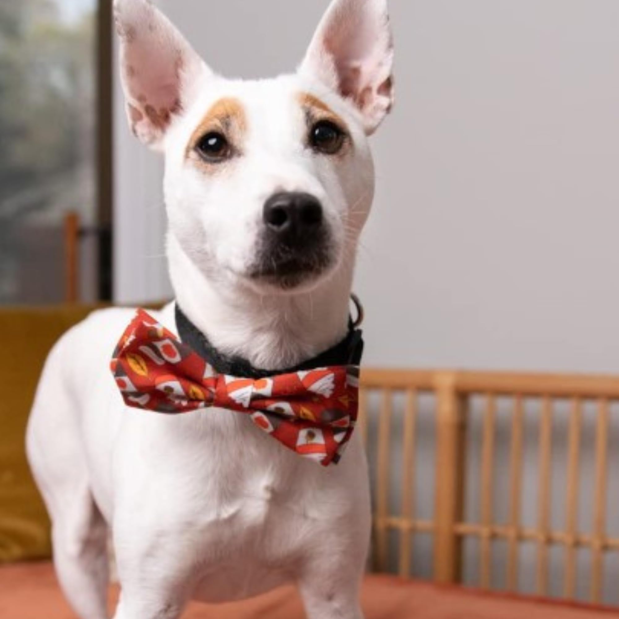 Huxley & Kent Bow Tie For Pets | Pupkin Spice Latte (Large) | Fall Bow Tie Collar Attachment | Fun Bow Ties For Dogs & Cats | Cu