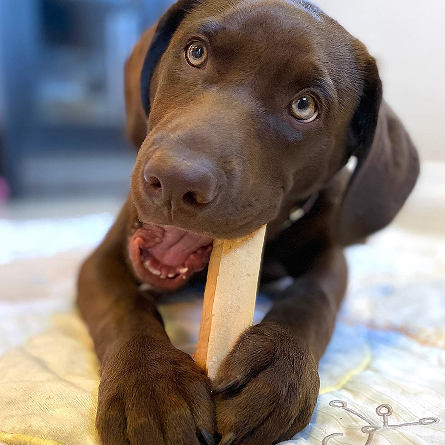 Himalayan Dog Chew Original Yak Cheese Dog Chews, The Better-For-You Chew, 100% Natural, Long Lasting, Healthy Safe Dog Treats,