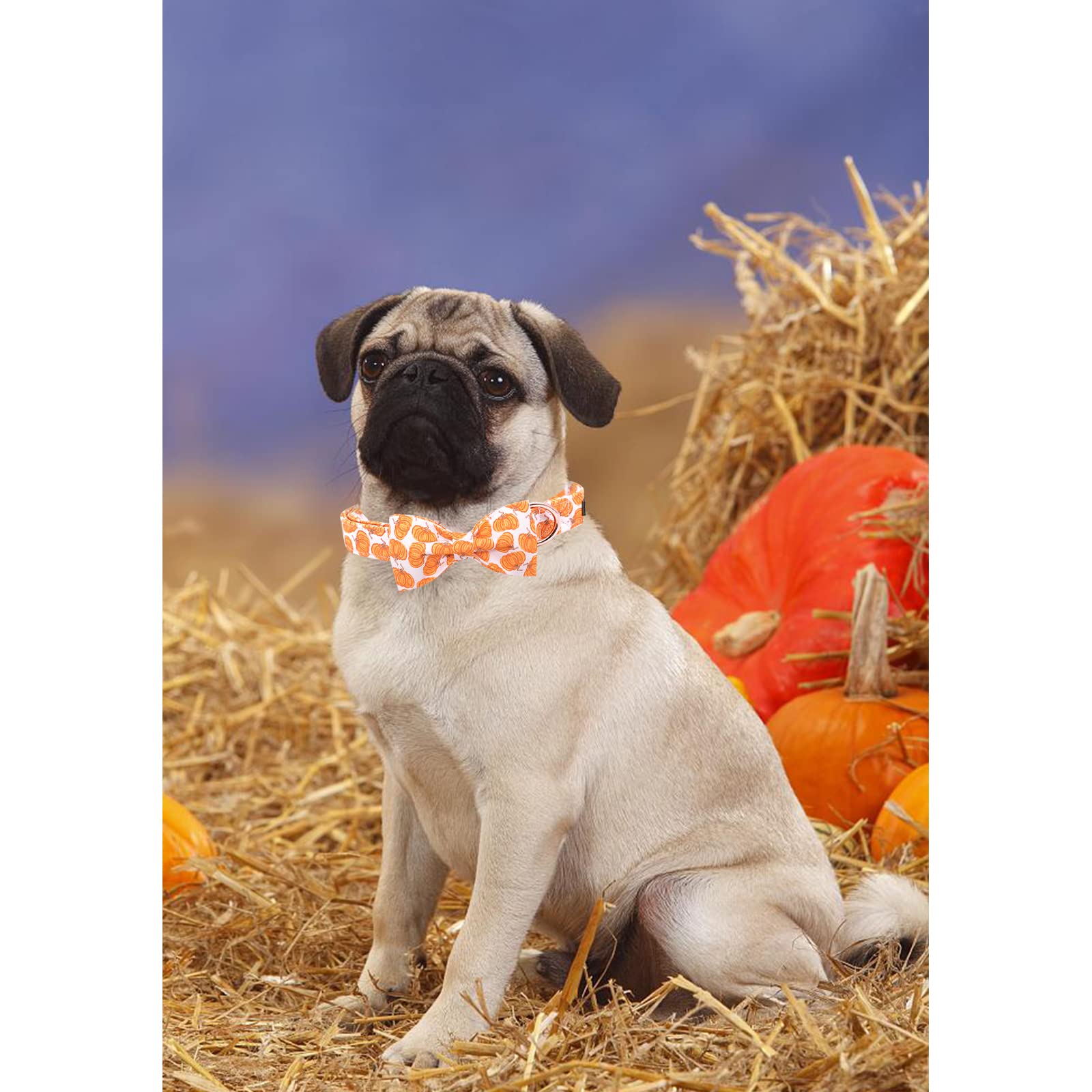 Lionheart Glory Halloween Dog Collars, Bowtie Dog Collar Heavy Duty Adjustable Fall Dog Collar For Small Dogs Collar Dog Bow Female Or Male Dog Collar