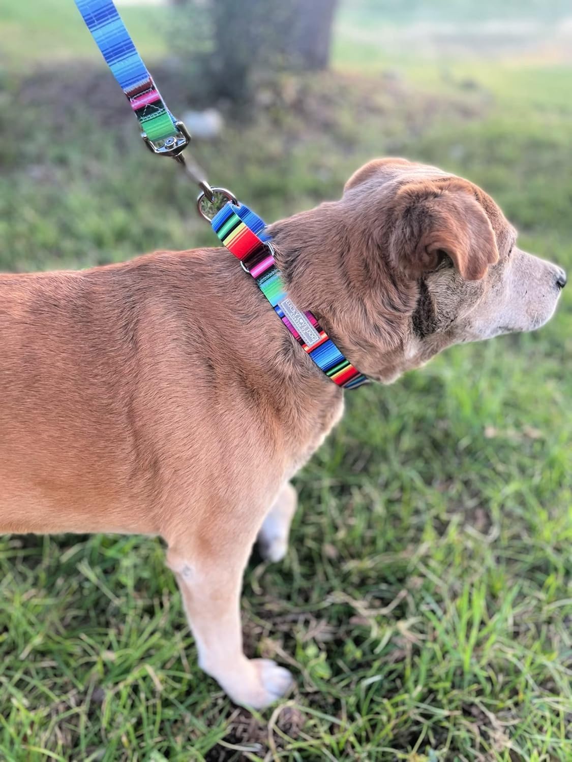 Lucky Love Dog Martingale Dog Collar & Leash - Adjustable, No-Slip, Durable, Comfortable, Soft Webbing, & Stylish Patterned Dog